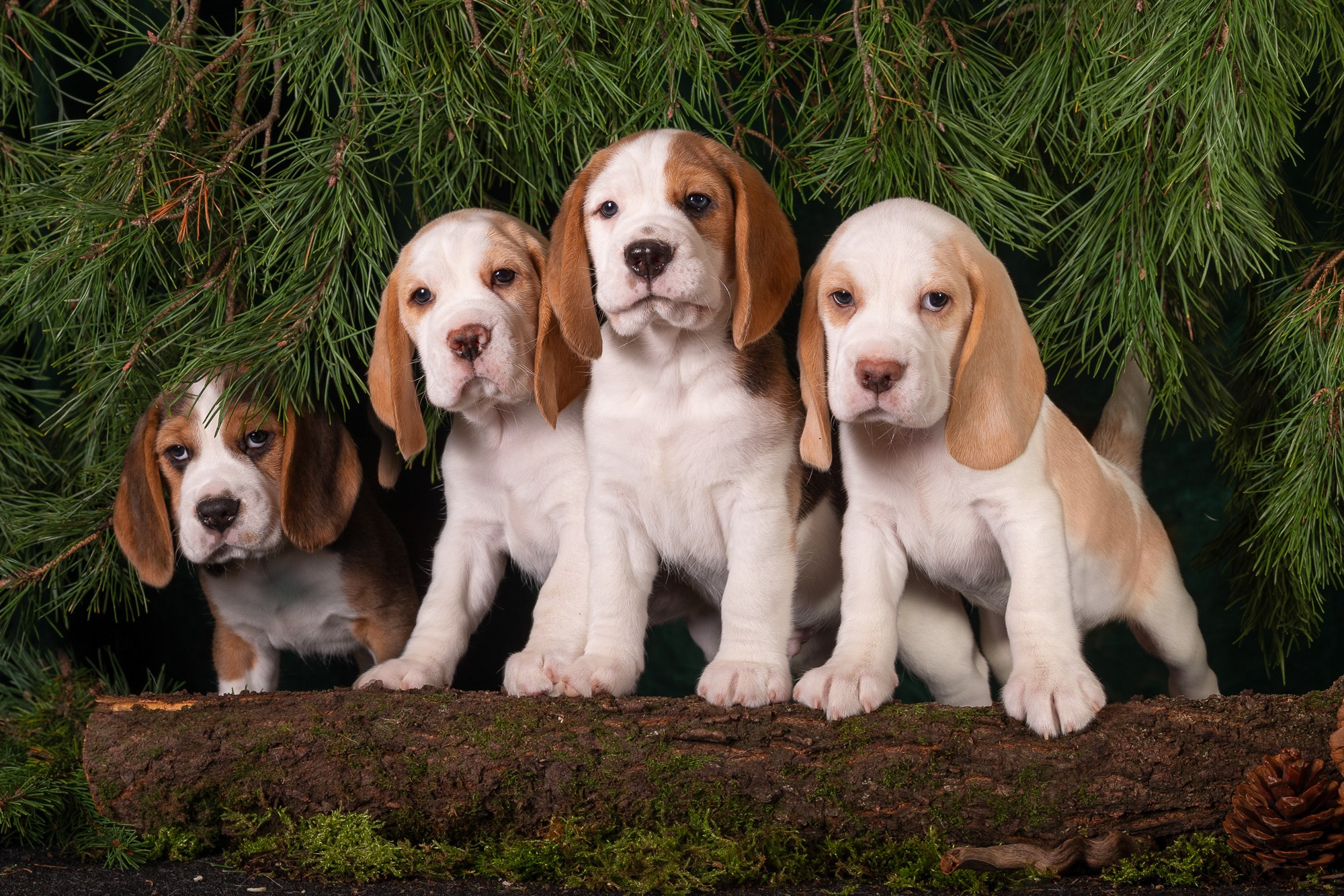 Фотосъёмки щенков. Фотограф-анималист Natalia Deingel | Фотосъемка собак в Москве