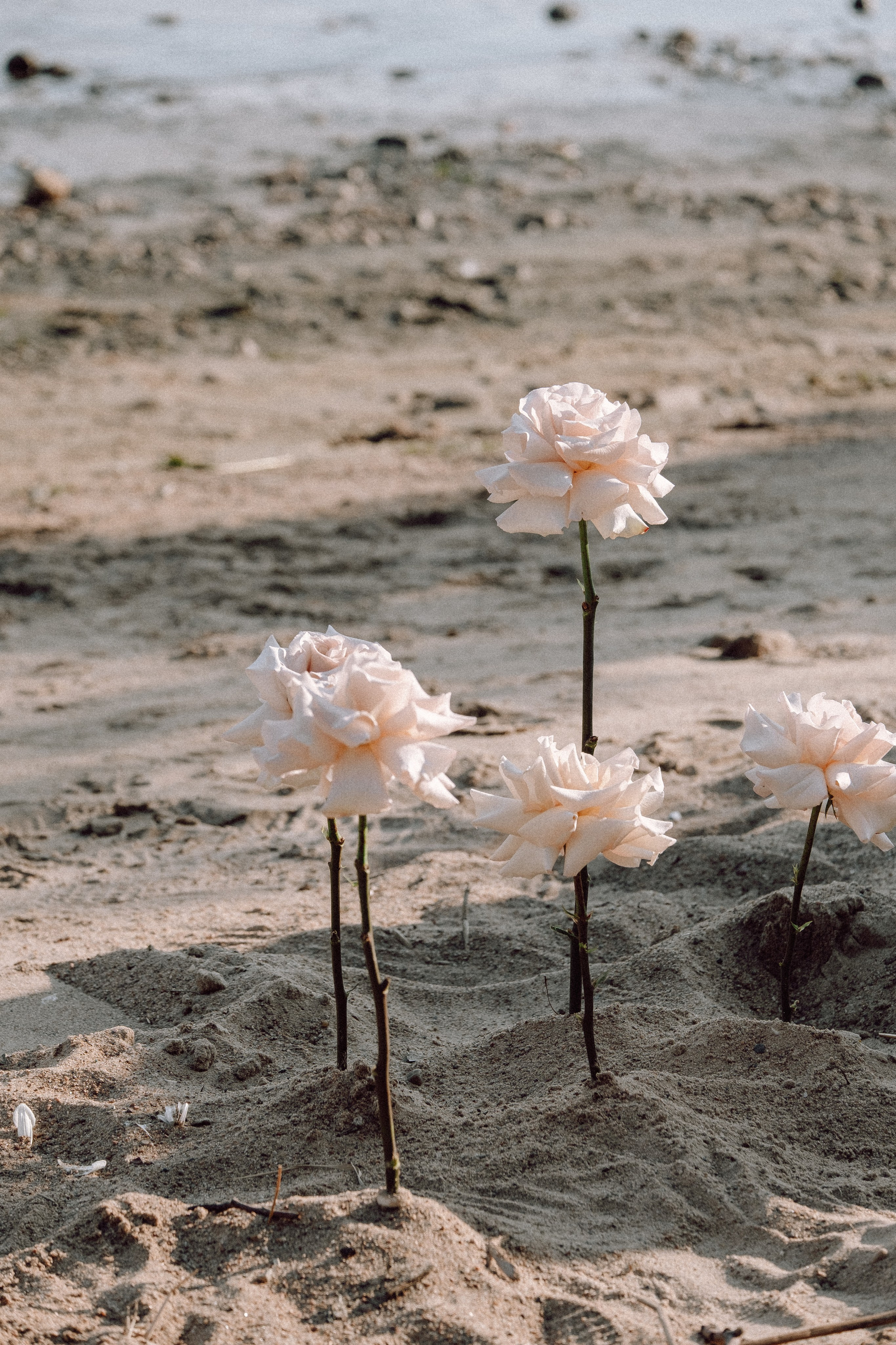 СВАДЕБНАЯ ФОТОСЕССИЯ ВЫЕЗДНОЙ ЦЕРЕМОНИИ (ФИНСКИЙ ЗАЛИВ). Профессиональный фотограф, Санкт-Петербург — Виктория Богомолова