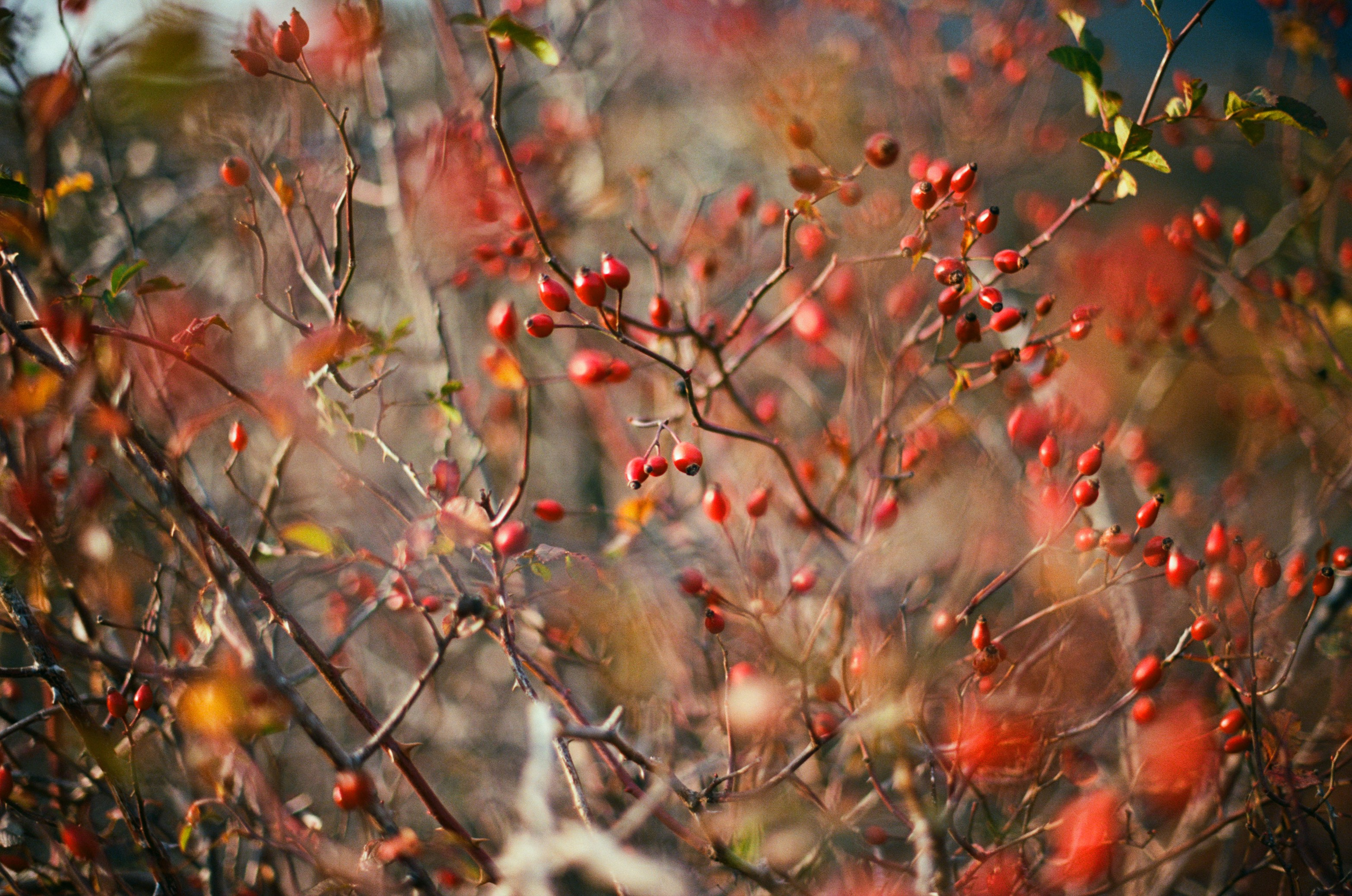Wherever you will go // ukraine, crimea II. EVER EXPOSED