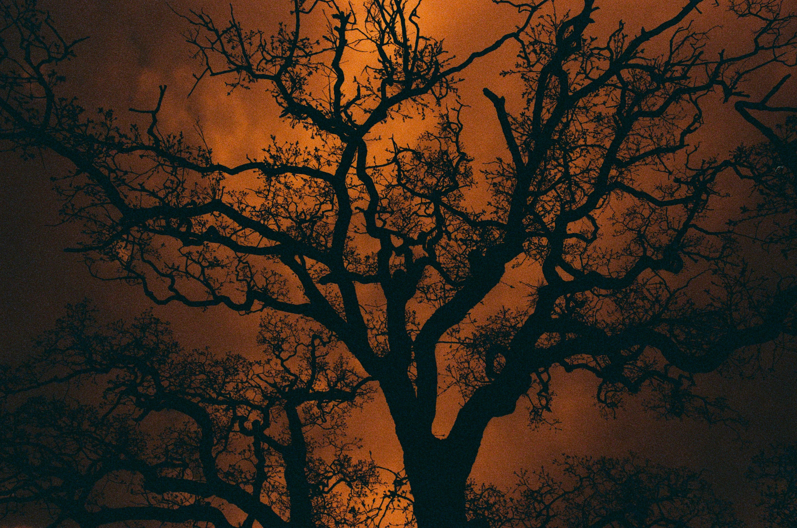 Sakura blues // ukraine, crimea VIII. EVER EXPOSED