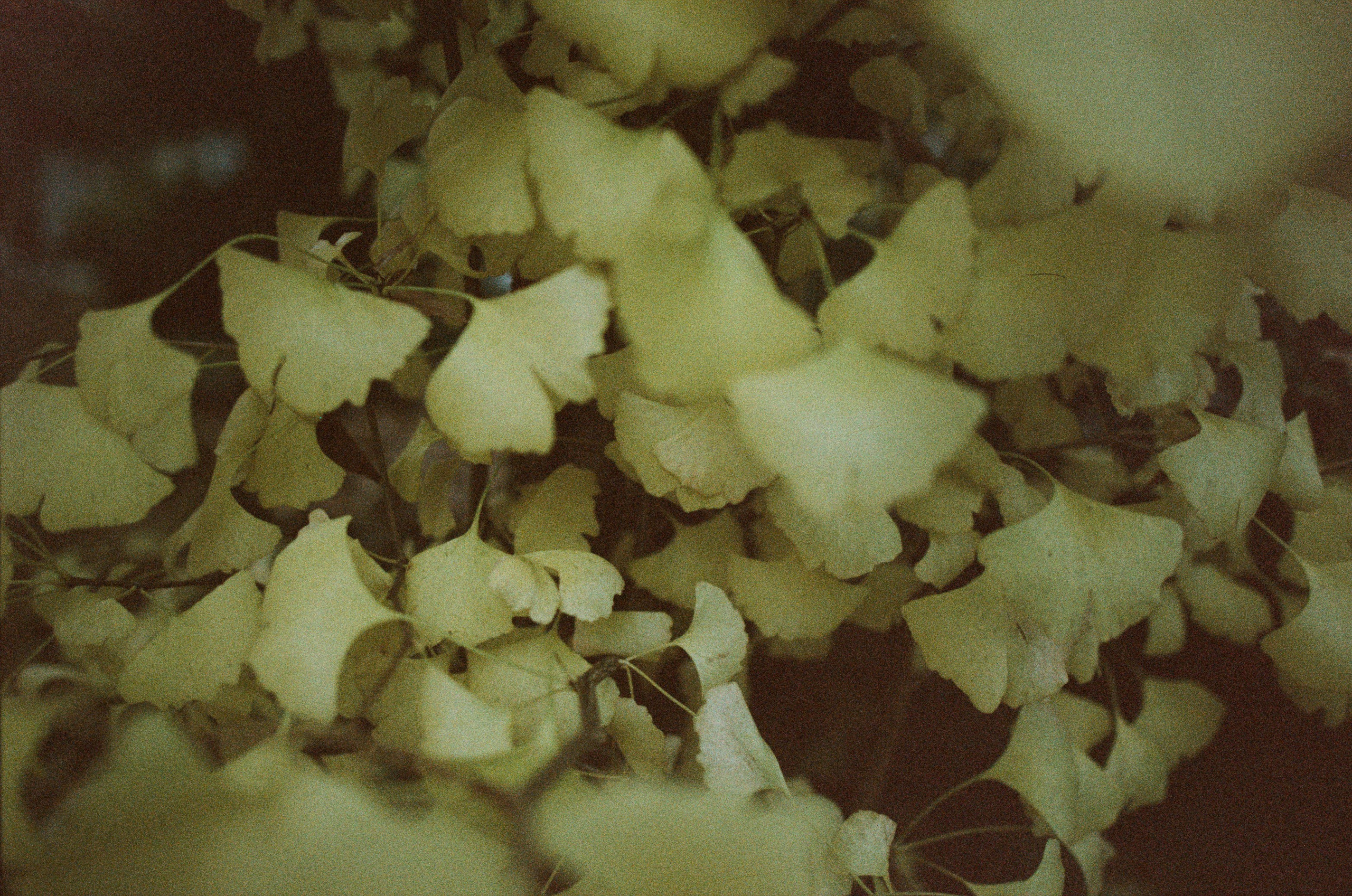 Out of noise // japan, takayama II. EVER EXPOSED