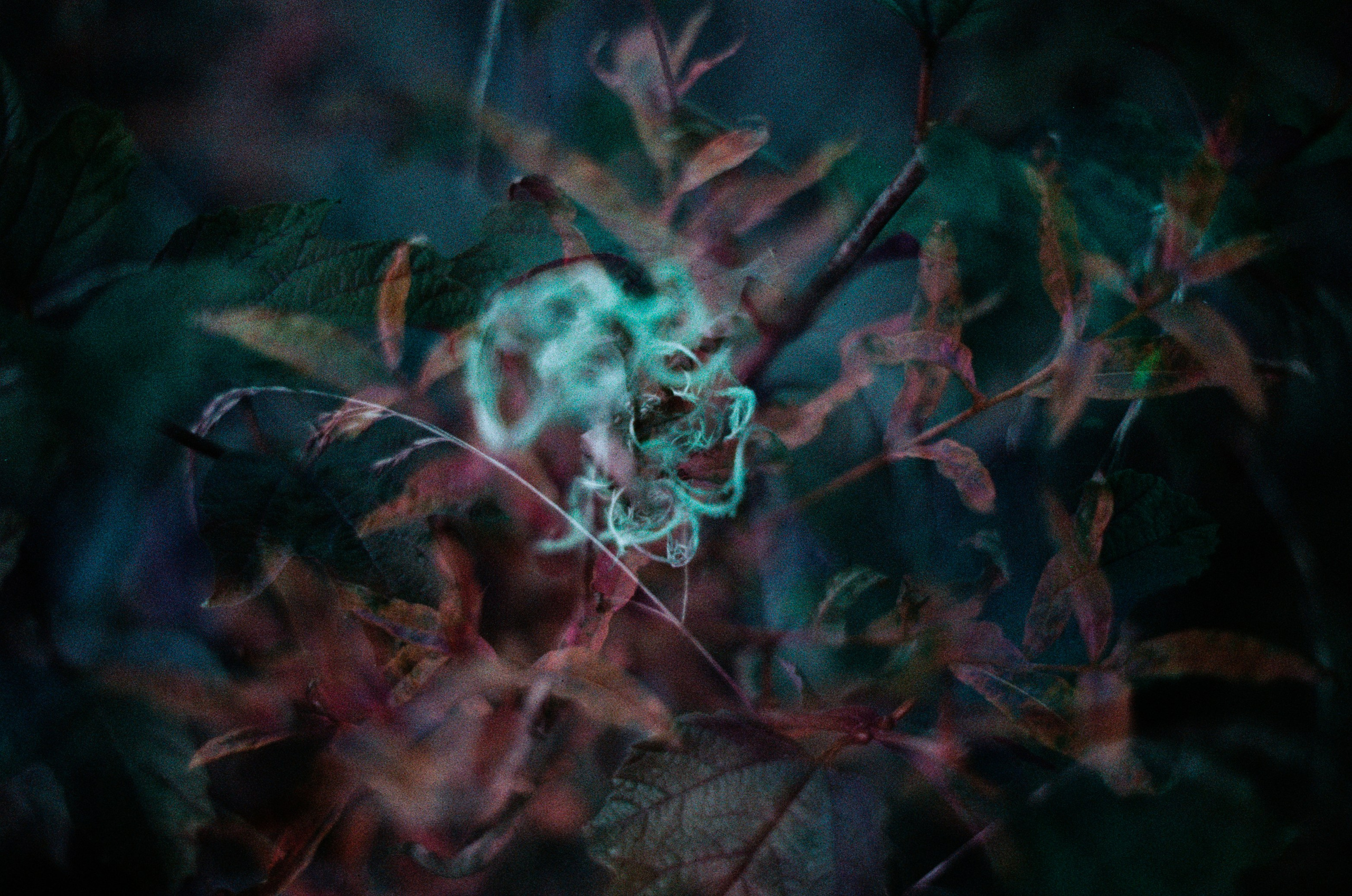 Purple overdose II. EVER EXPOSED