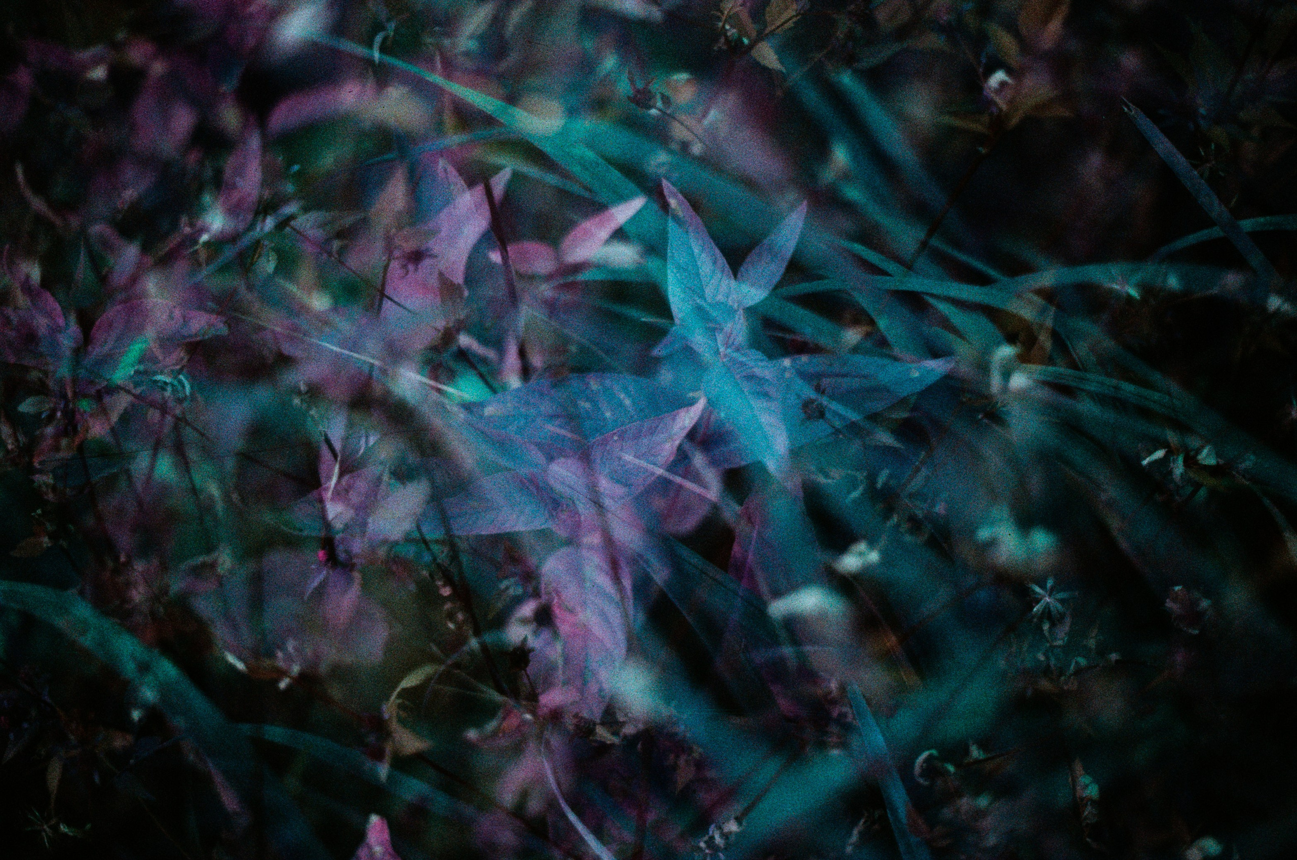 Purple overdose II. EVER EXPOSED