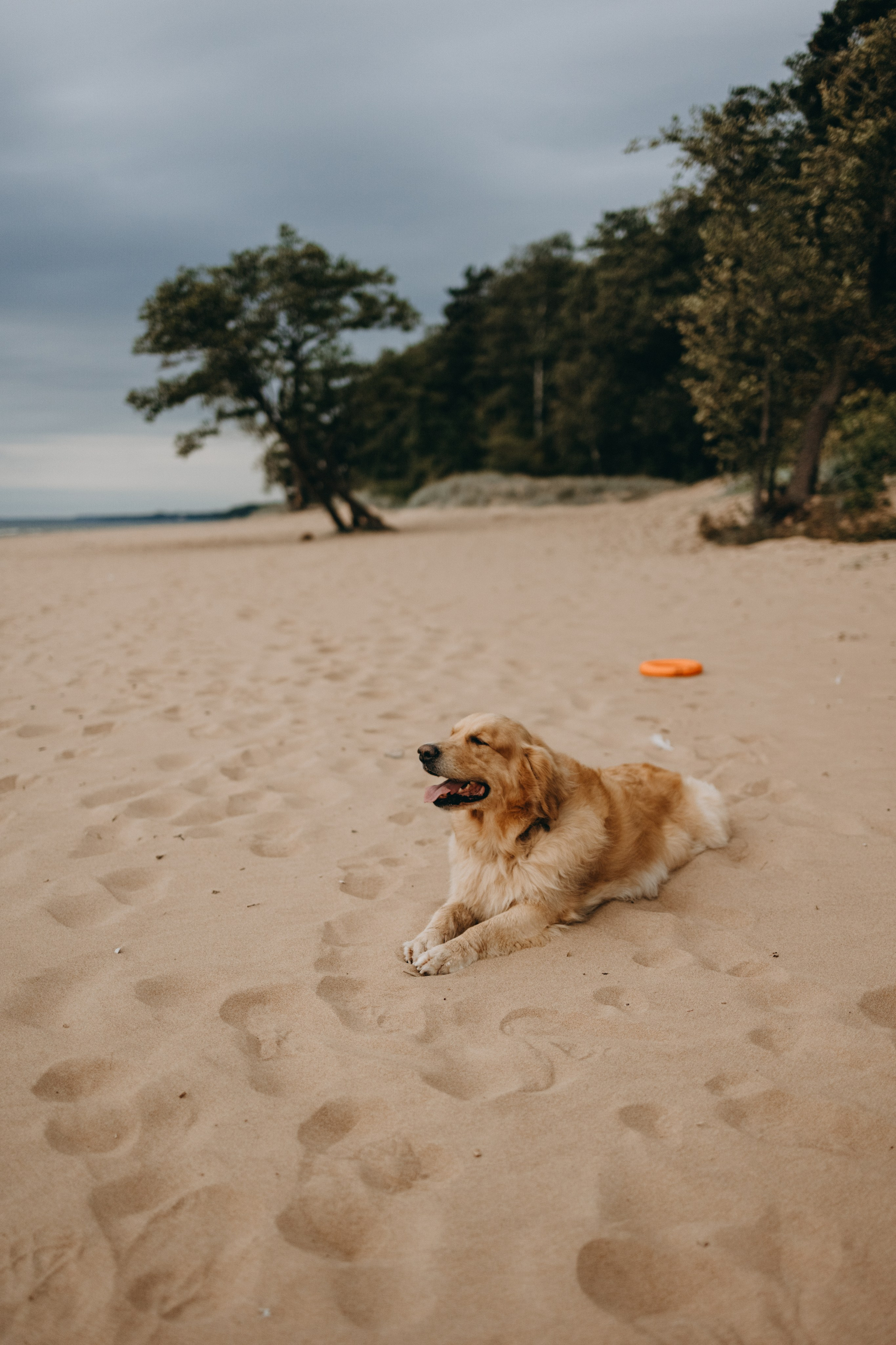 Фоси и его семьи. Фотограф — Анималист | Санкт-Петербург