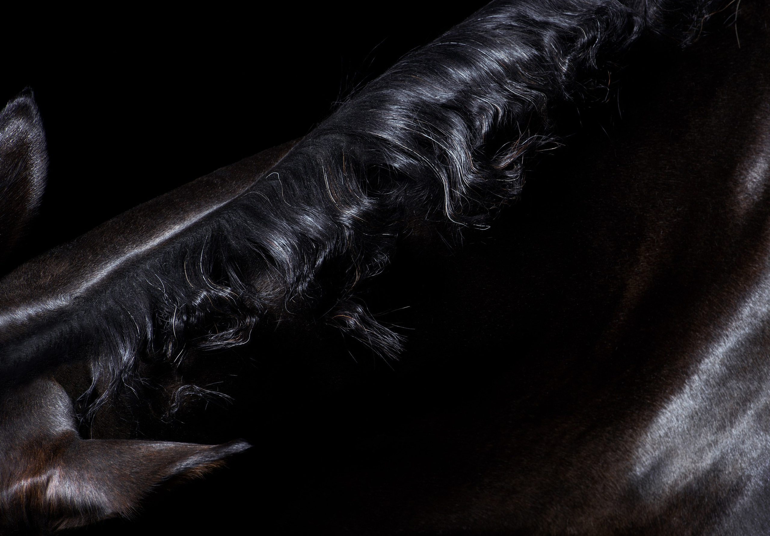 HORSES. LUMEN DUO Art photography for interiors