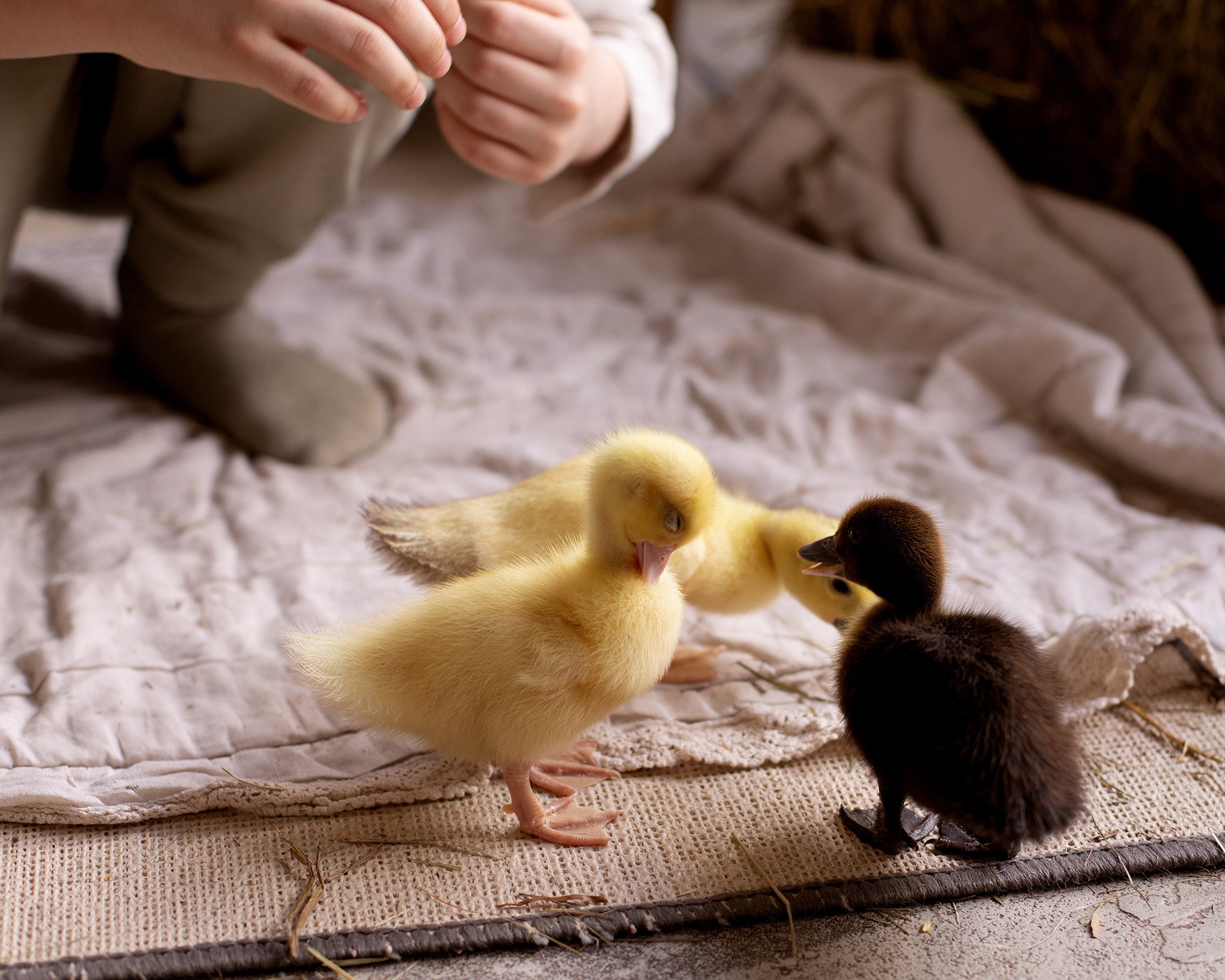 Утята. Семейный фотограф в Санкт-Петербурге Ирина Иванова