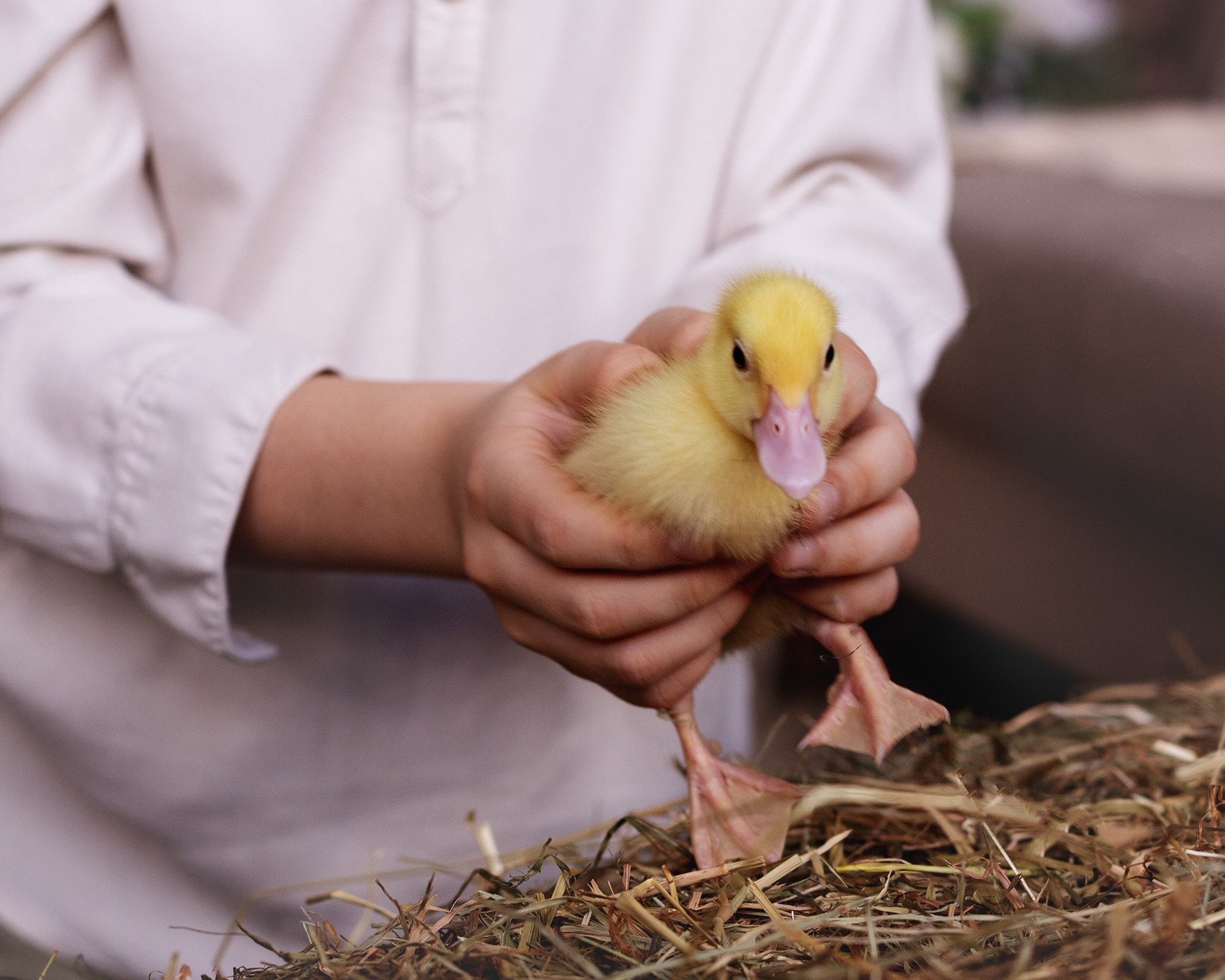 Утята. Семейный фотограф в Санкт-Петербурге Ирина Иванова