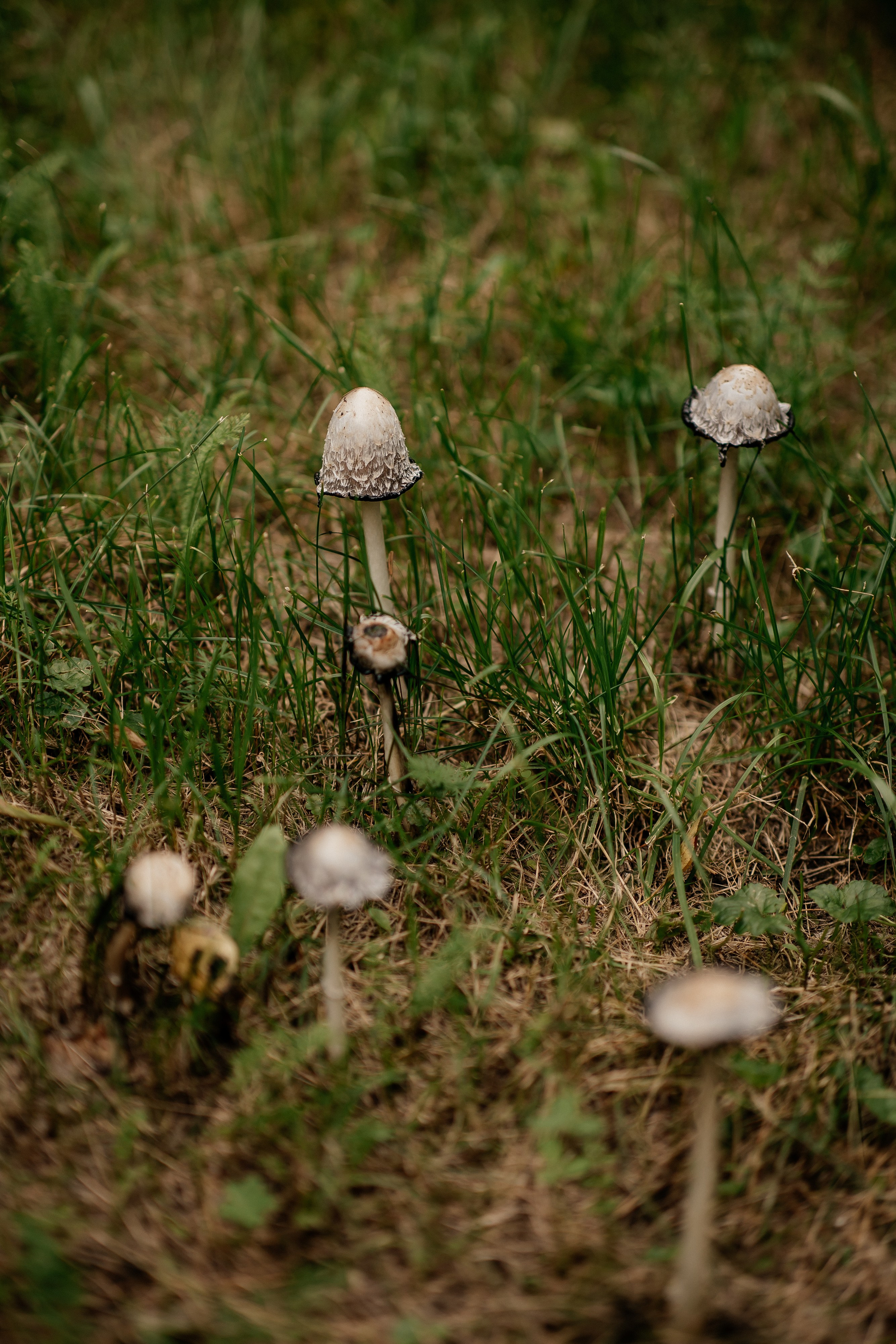 Даша и Дима 2024. Свадебный и портретный фотограф Алина Иванова. Екатеринбург-Москва