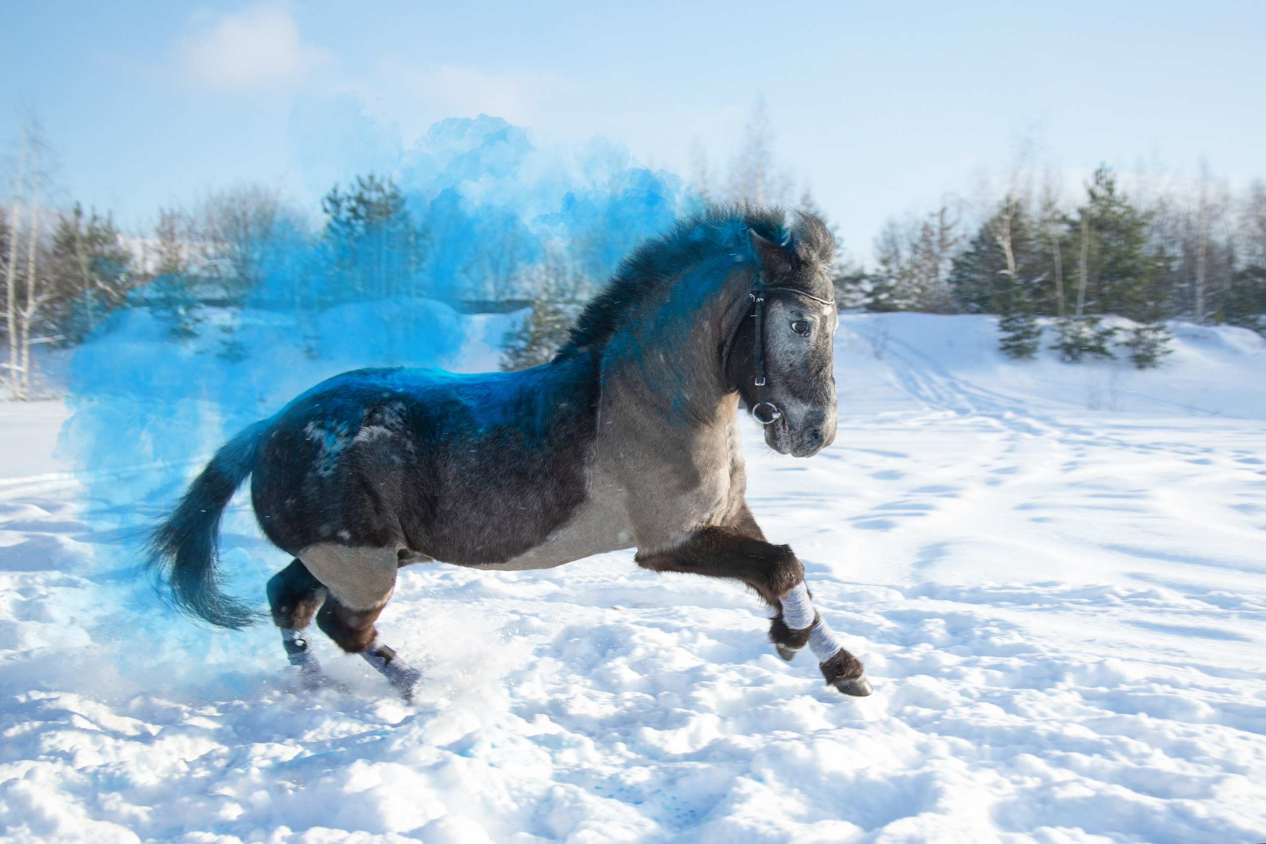 Лошади. Фотосессии с лошадьми в Москве и МО