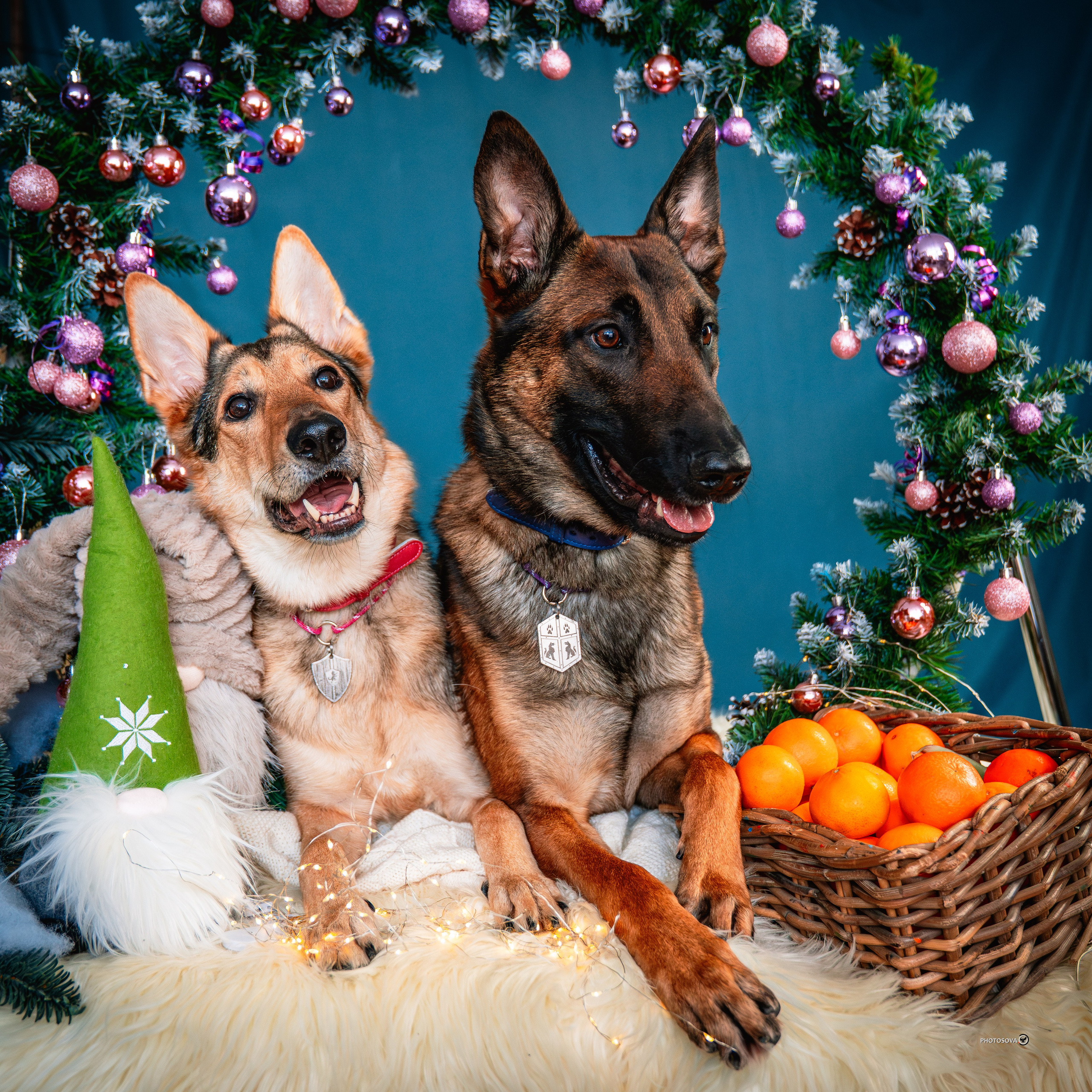 ФОТОПАМЯТЬ ВАШИХ ЭМОЦИЙ. Фотограф-анималист, семейный фотограф в Москве и Подмосковье. Фотосъёмка кинологических дисциплин