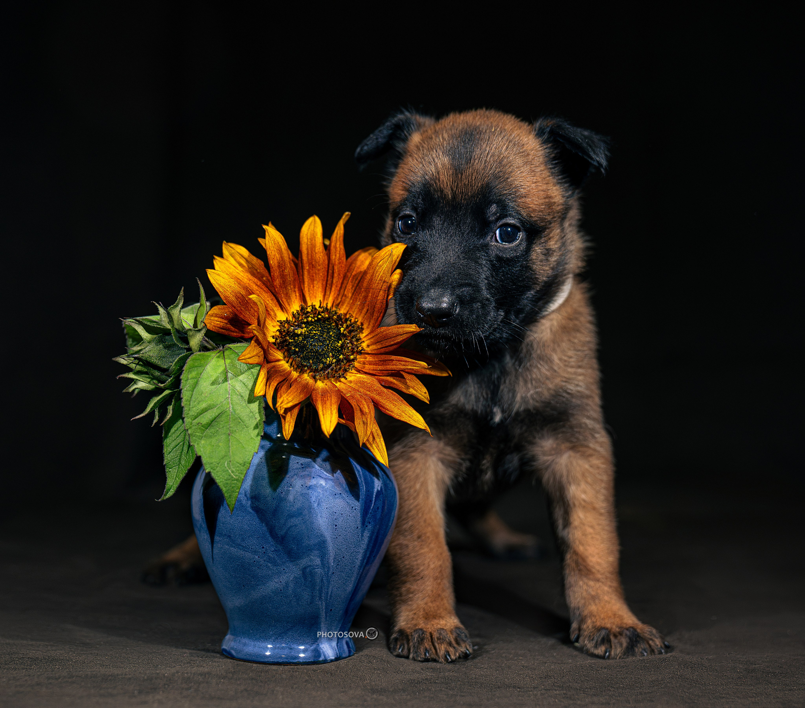 Фотограф-анималист, семейный фотограф в Москве и Подмосковье. Фотосъёмка кинологических дисциплин