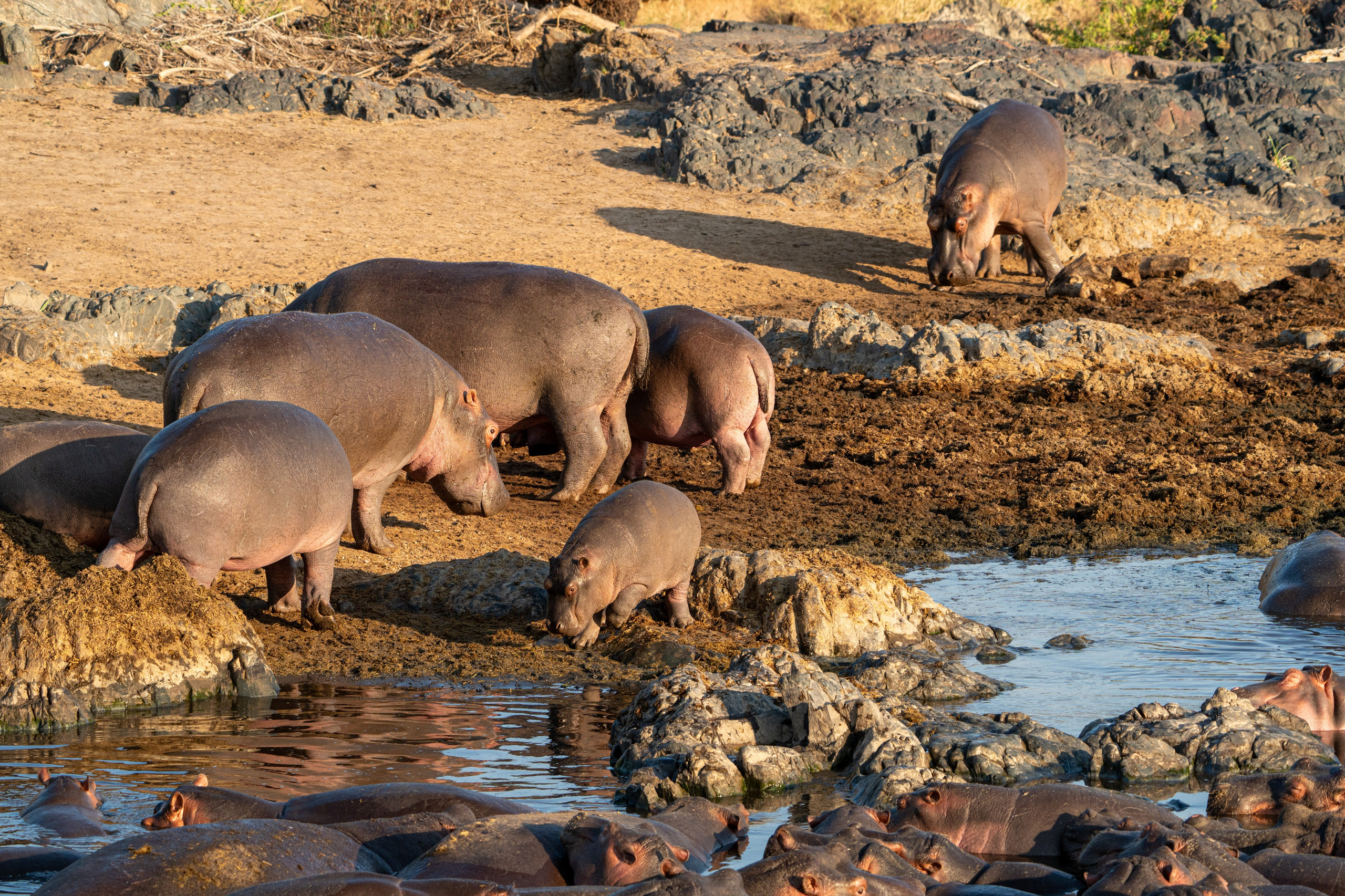 Танзания, сафари, 2025. Творческие сьемки