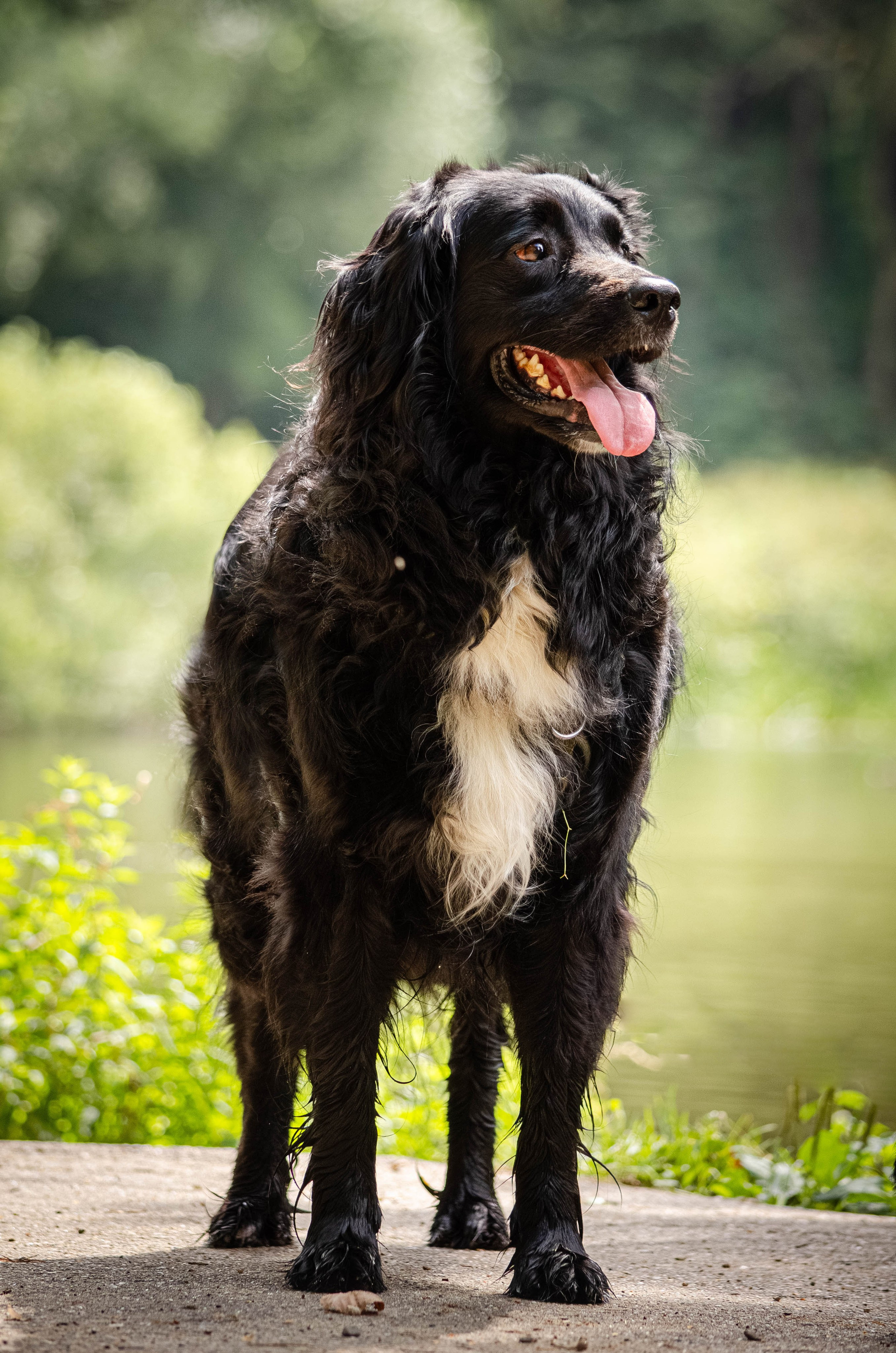 Том и Тося. Фотограф Светлана Блинова, Москва и Московская область