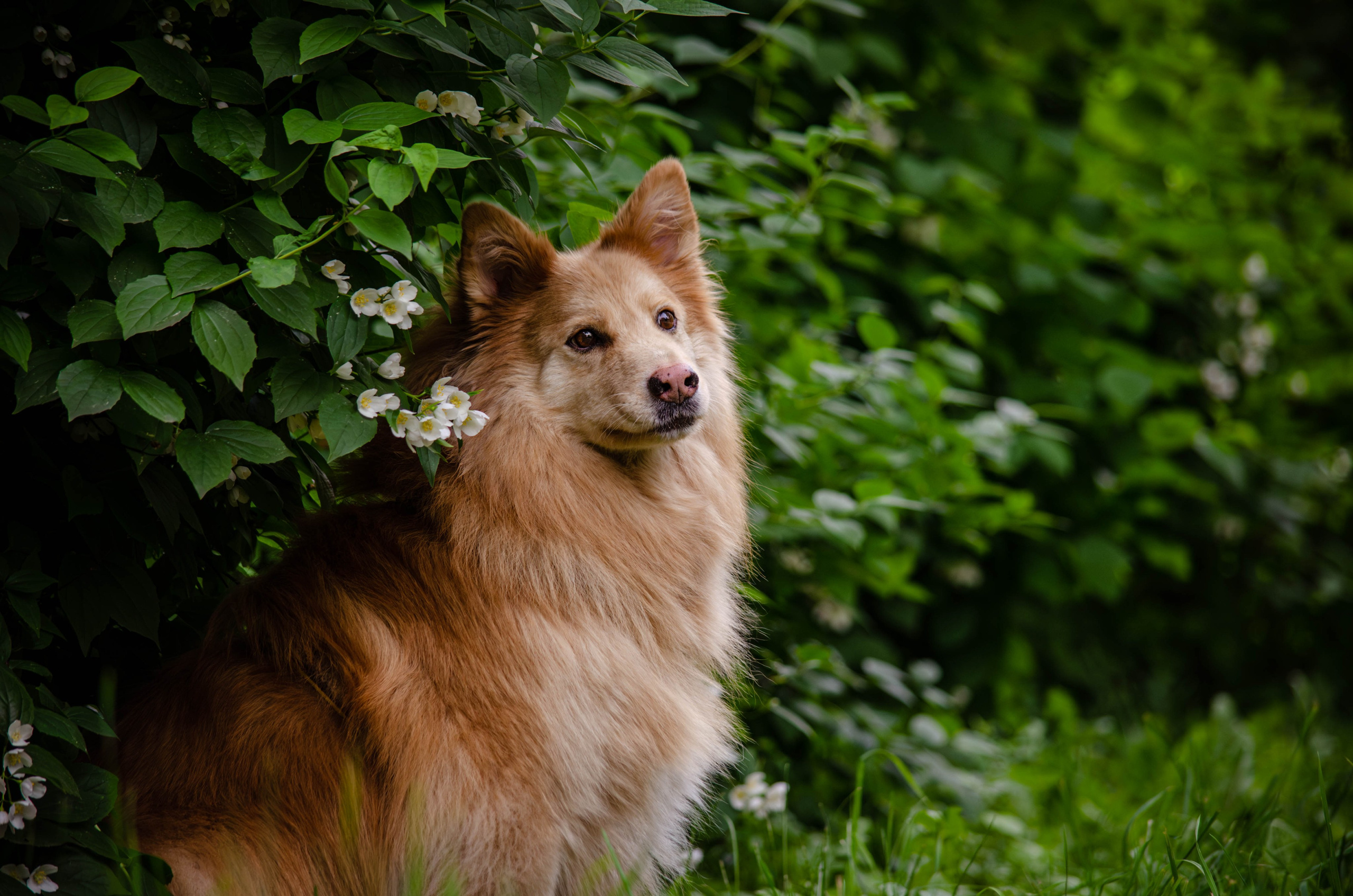 Мира и Чиж. Фотограф Светлана Блинова, Москва и Московская область