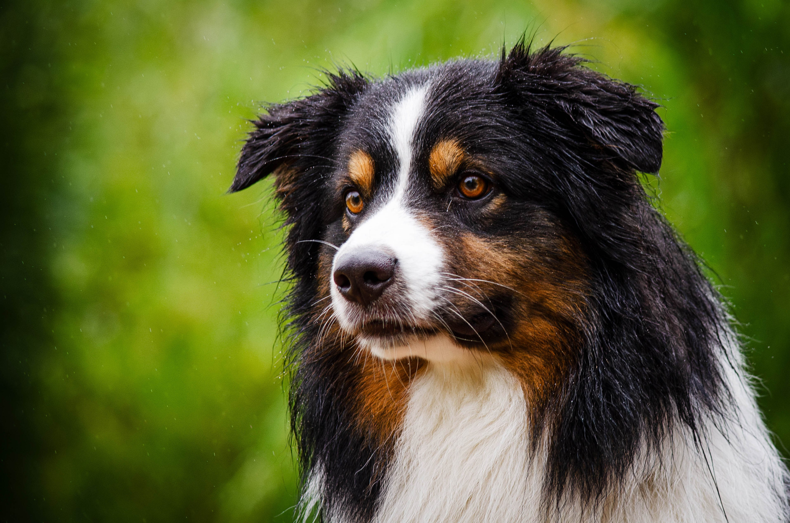 Арья и Оззи. Фотограф Светлана Блинова, Москва и Московская область
