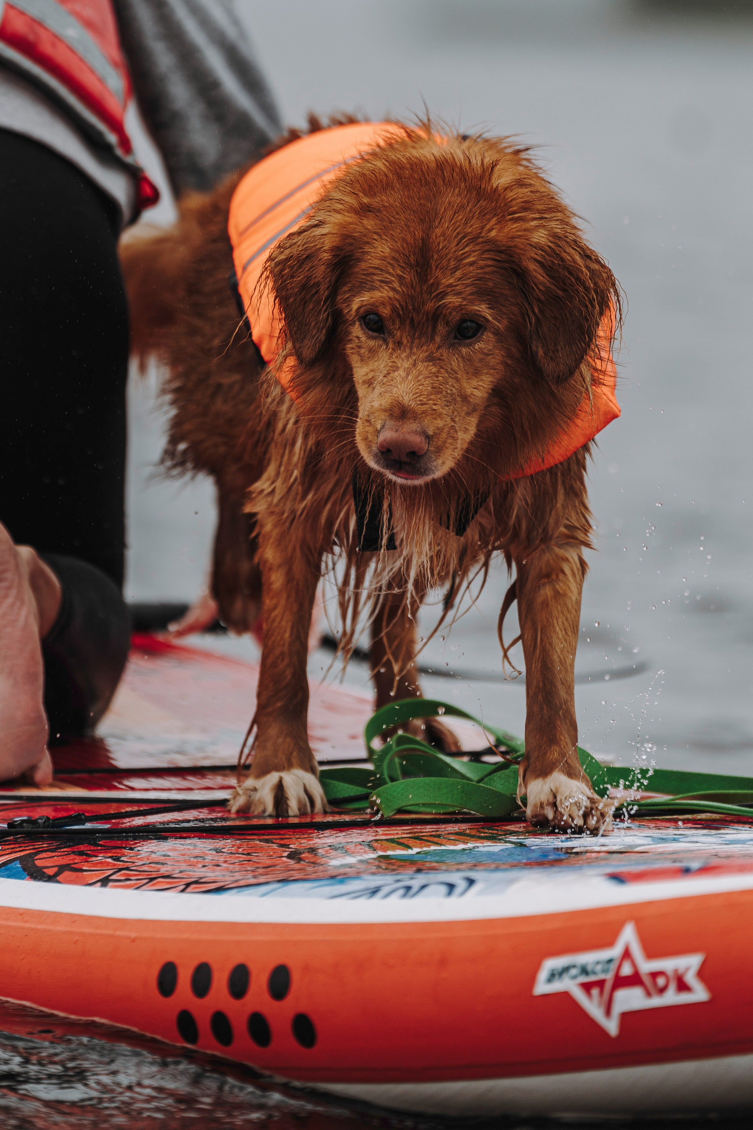 Катание на сапах с собаками. Фотограф анималист в Спб недорого Олеся Майорова