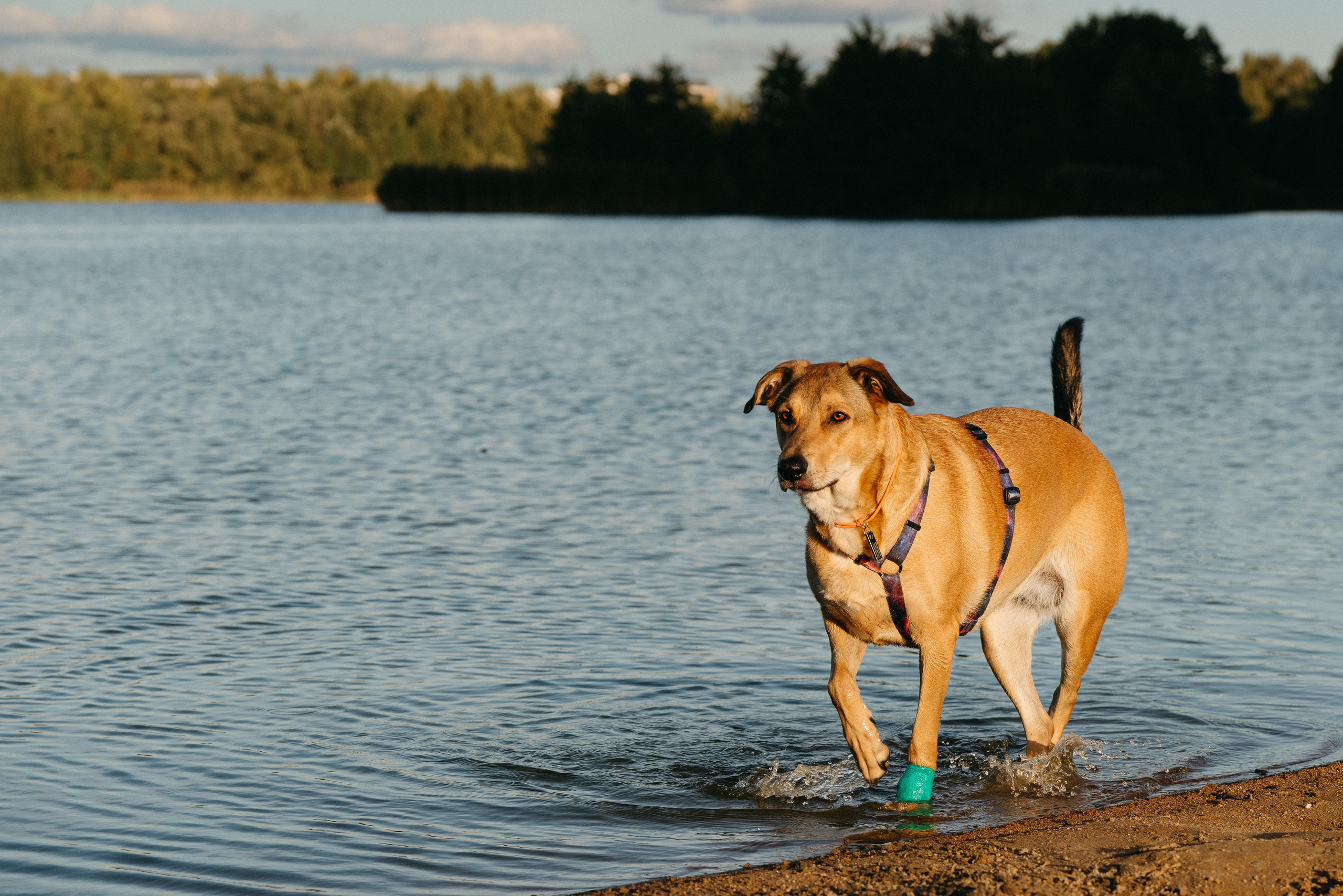 Семейная фотосессия с двумя собаками на закате. Фотограф анималист в Спб недорого Олеся Майорова