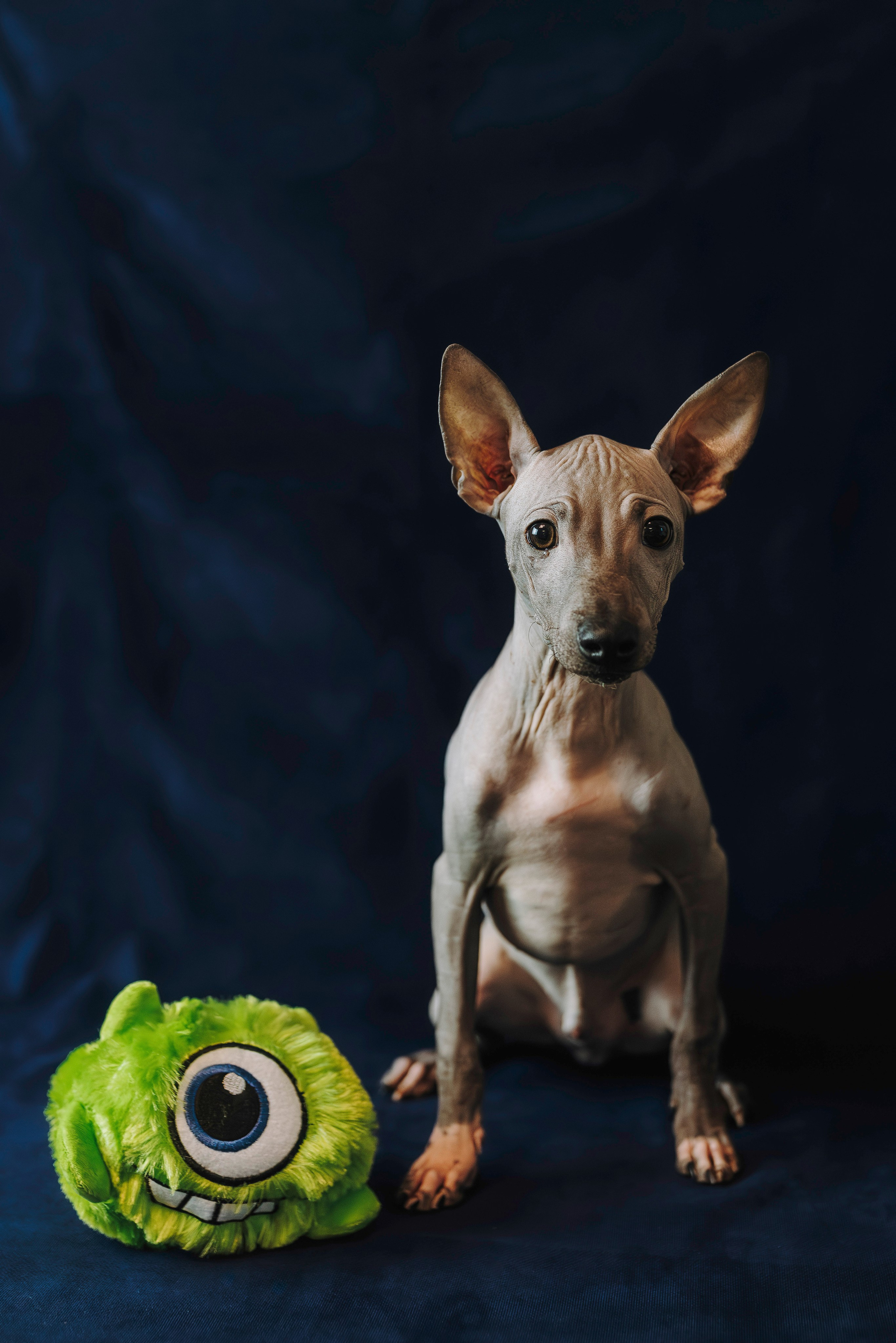 Малыши американского голого терьера. Фотограф анималист в Спб недорого Олеся Майорова
