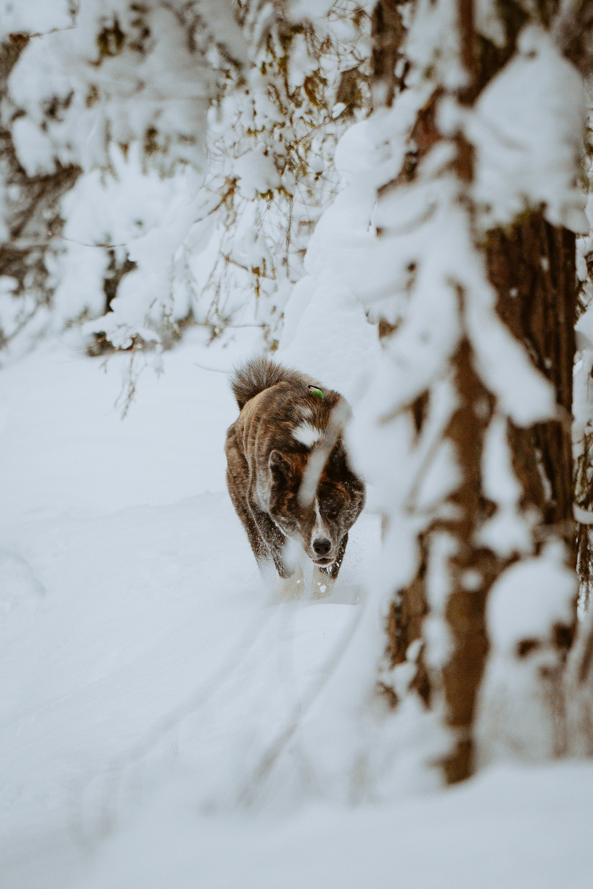 Дог трекинг. Фотограф анималист в Спб недорого Олеся Майорова