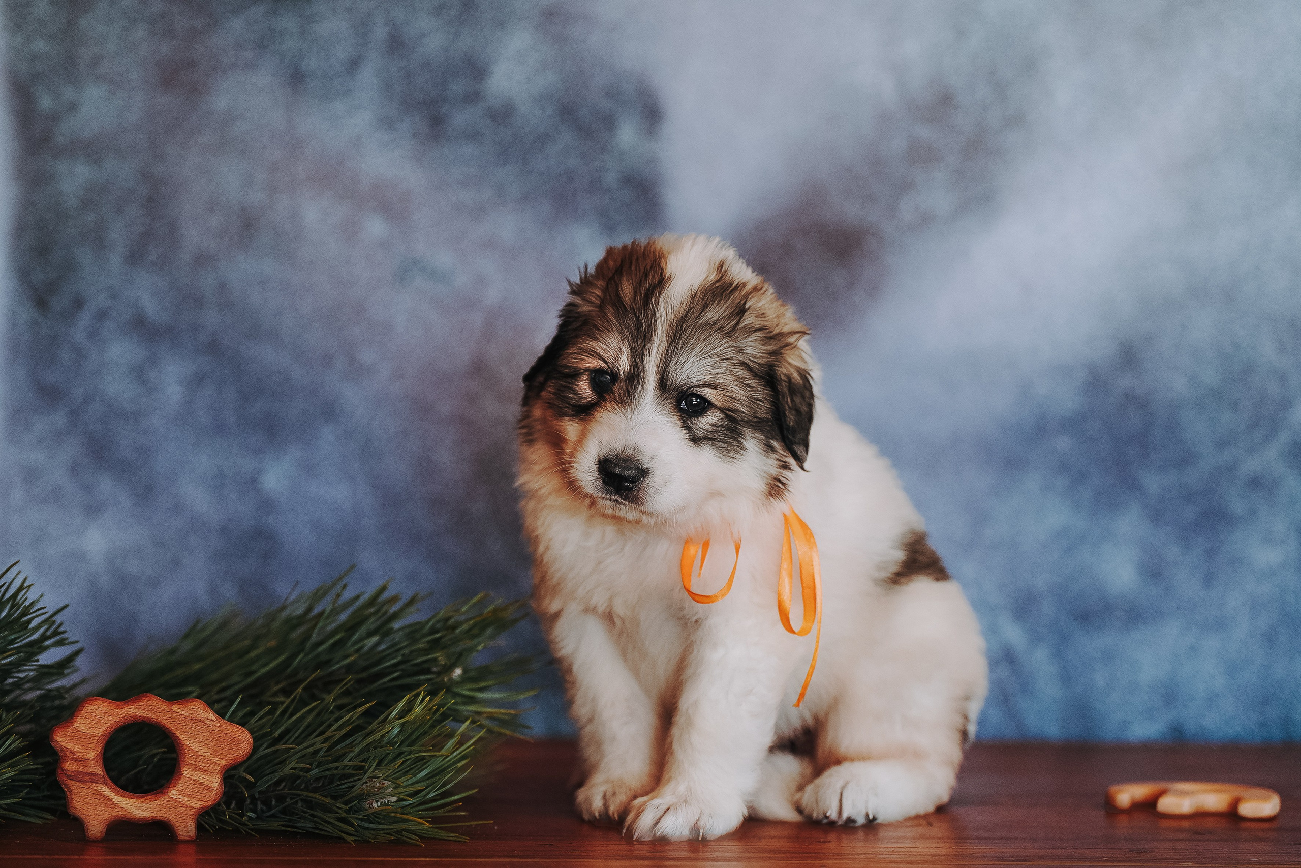 Пиренейские горные. Фотограф анималист в Спб недорого Олеся Майорова