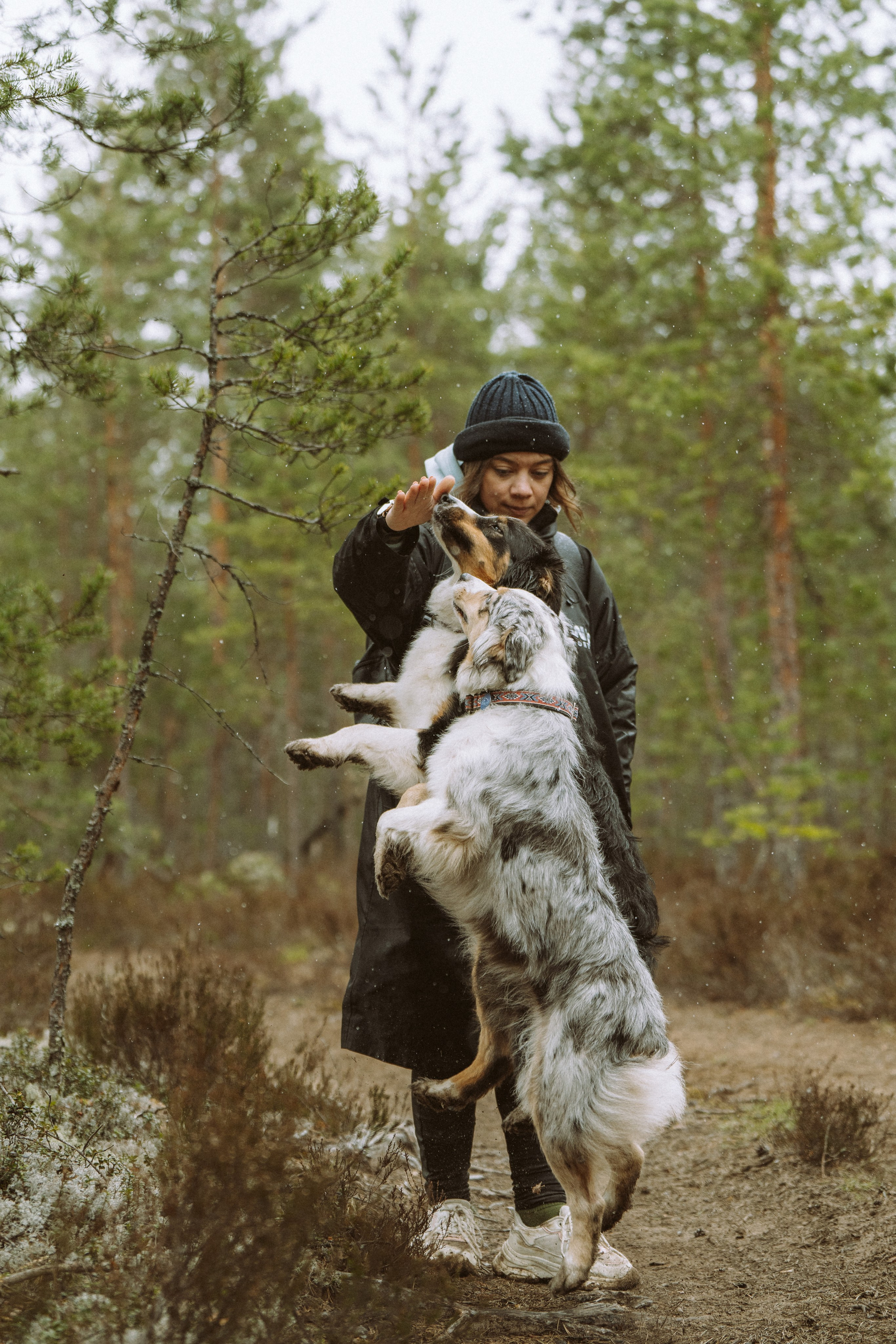 Дог трекинг к финскому хутору. Фотограф анималист в Спб недорого Олеся Майорова