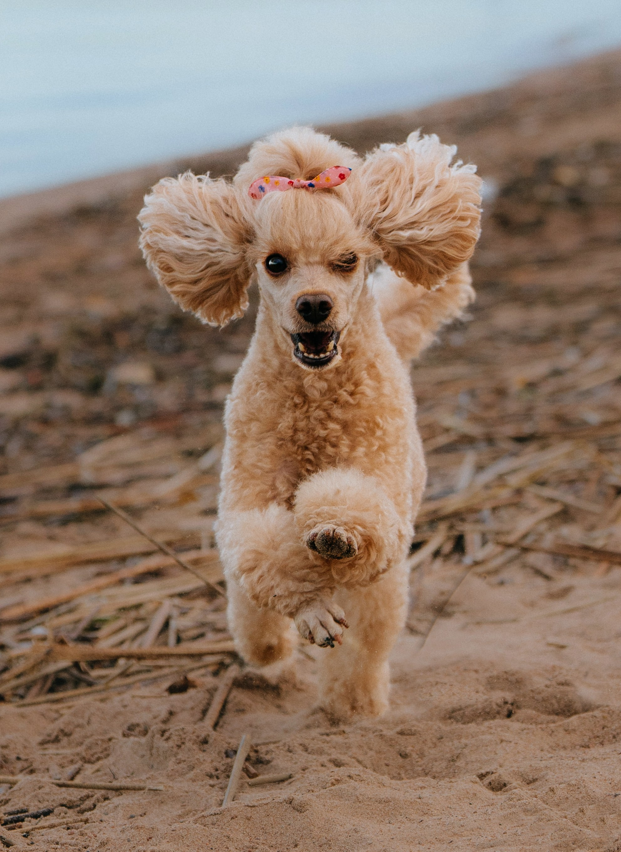 Фотосессия с собакой на пляже. Фотограф анималист в Спб недорого Олеся Майорова