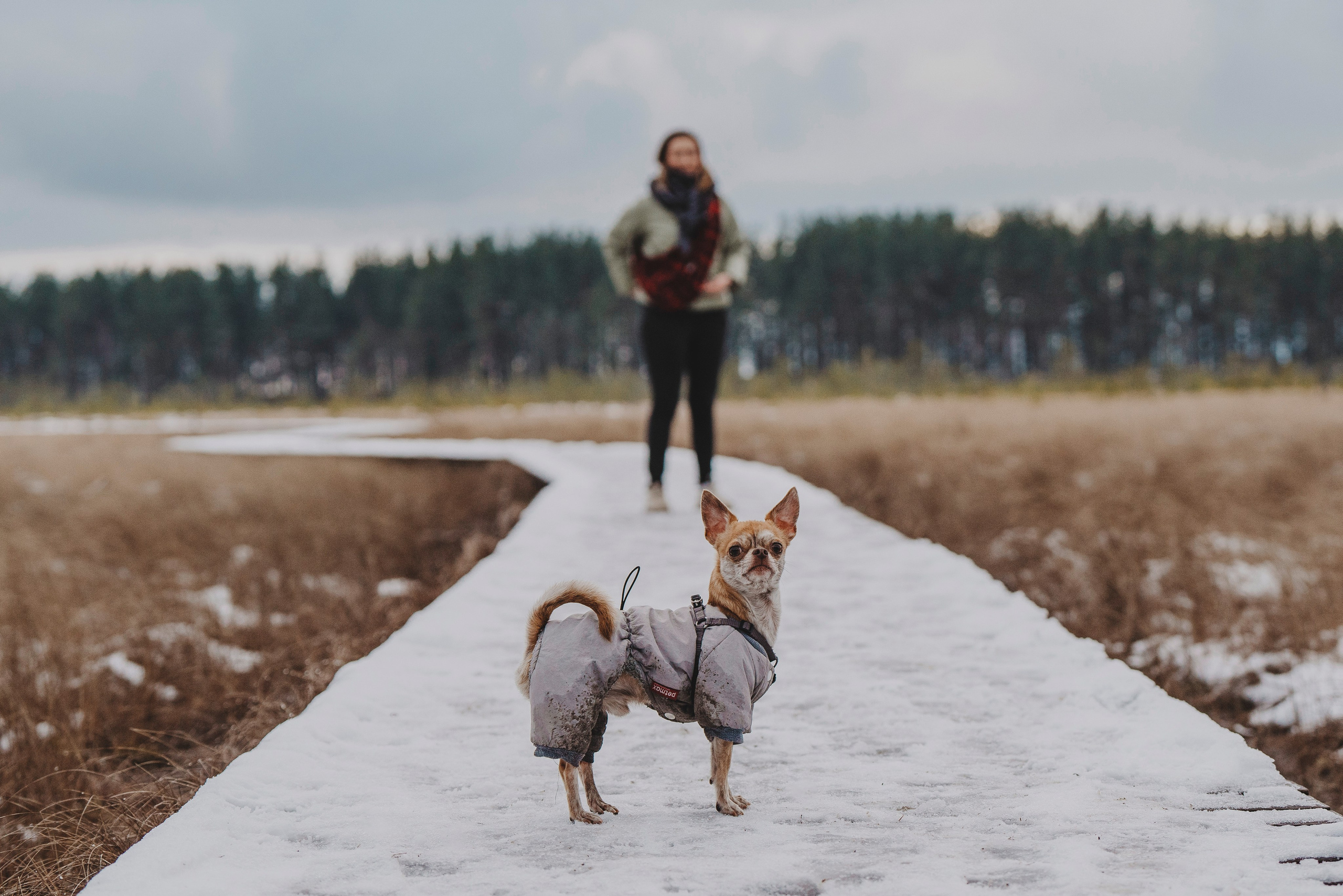 Наталия и Боря. Фотограф анималист в Спб недорого Олеся Майорова