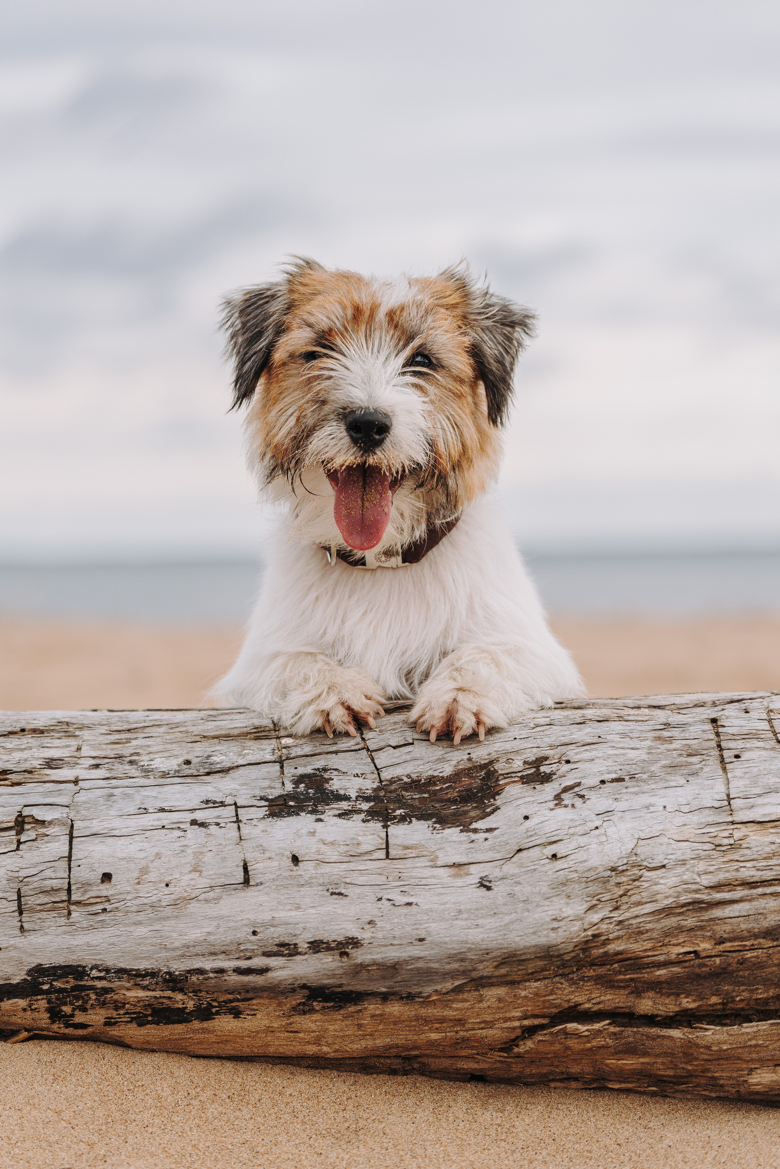 Оля, Ларс и Лукас. Фотограф анималист в Спб недорого Олеся Майорова