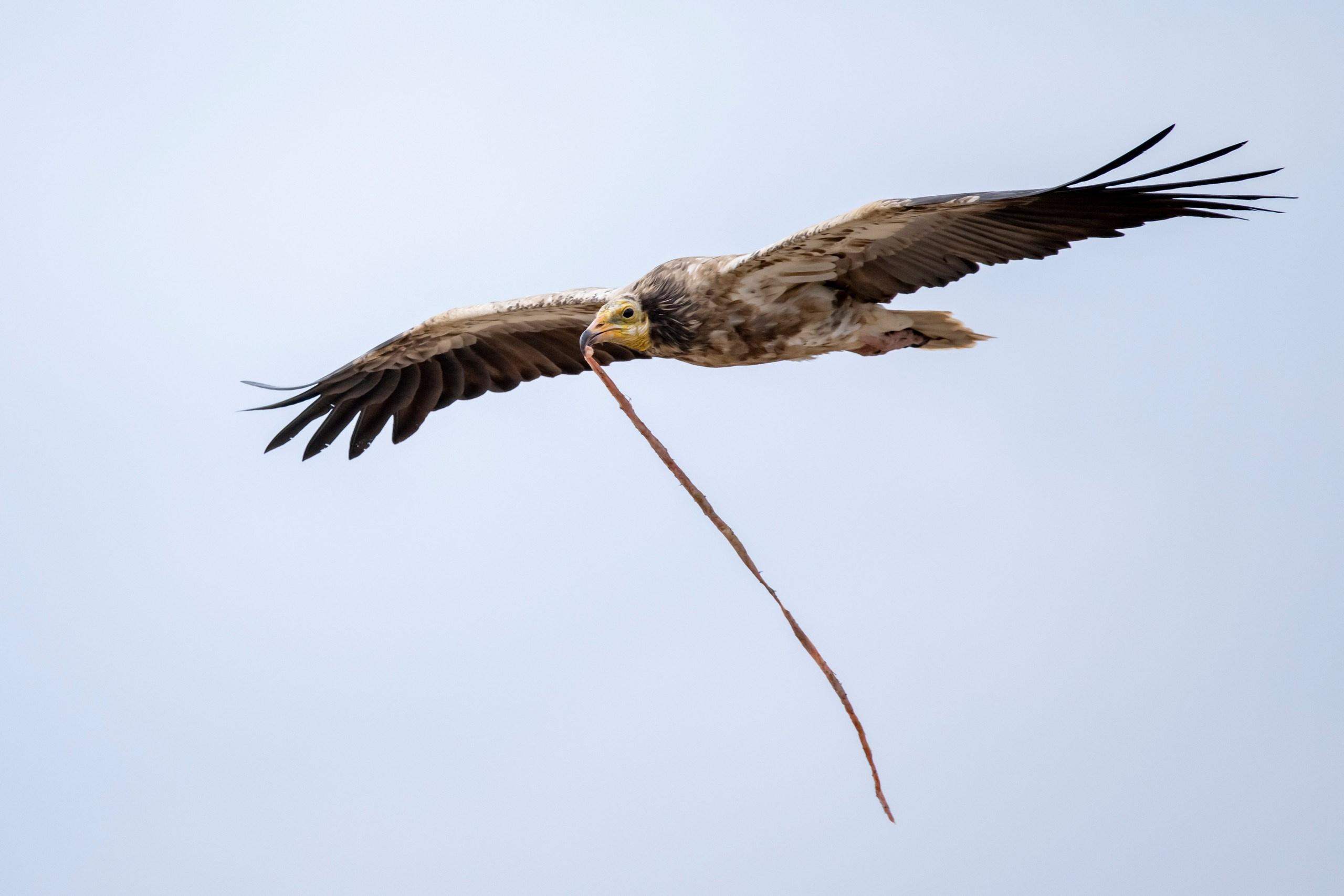 Природа Дагестана, сентябрь 2024. Foto-Zuev фотография как искусство