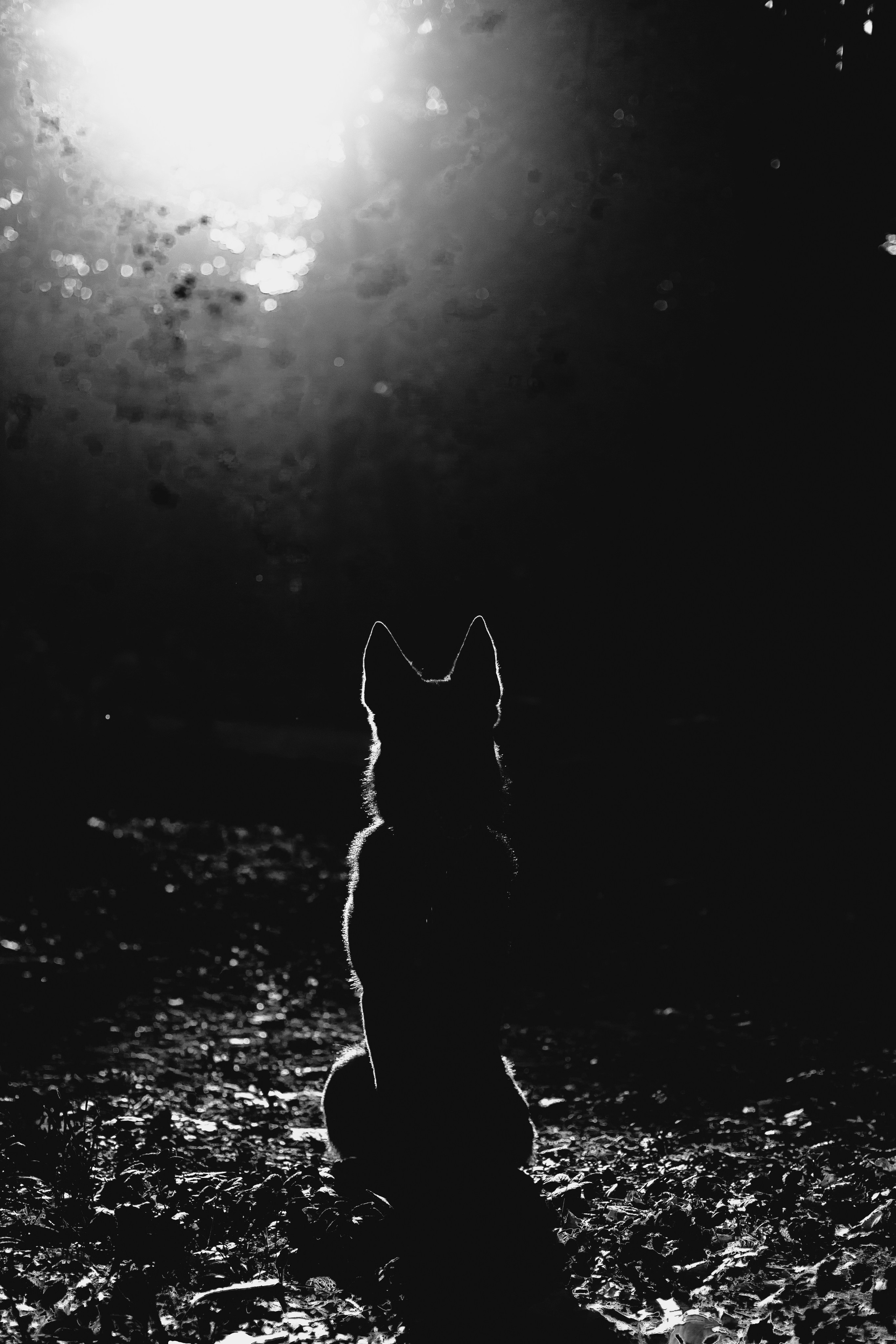 Илай. Фотограф-анималист Татьяна Степанова