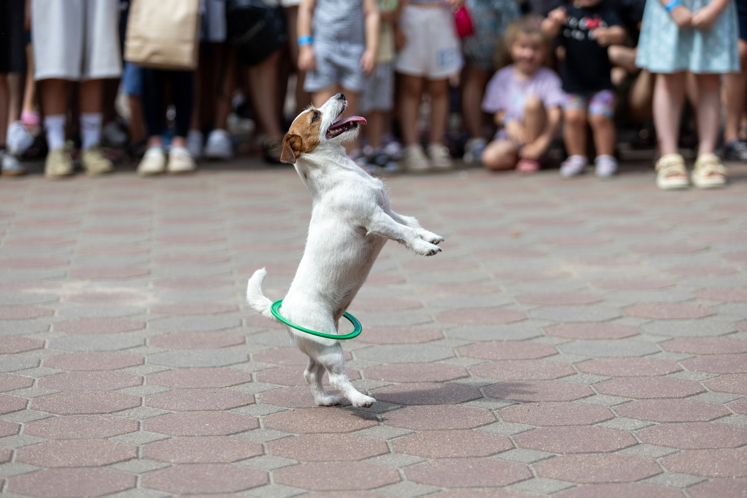 Детифест в дудутках. Профессиональный интерьерный и репортажный фотограф Минск и РБ. Максим Орлов