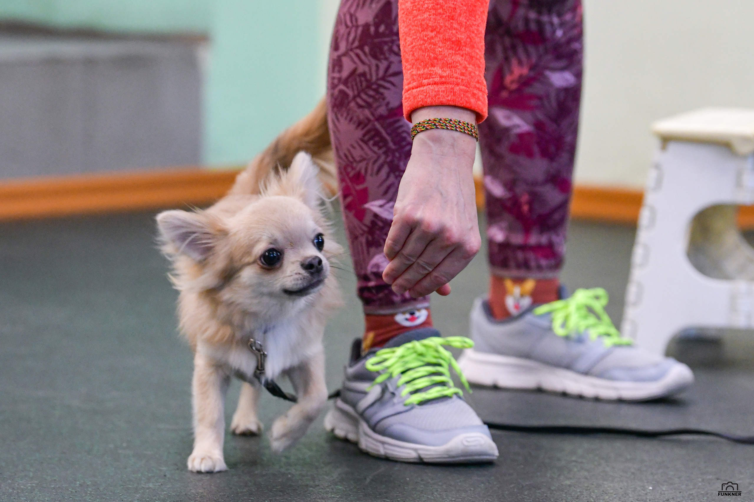 Кинологический клуб «Бодрый хвост». Свой взгляд через объектив
