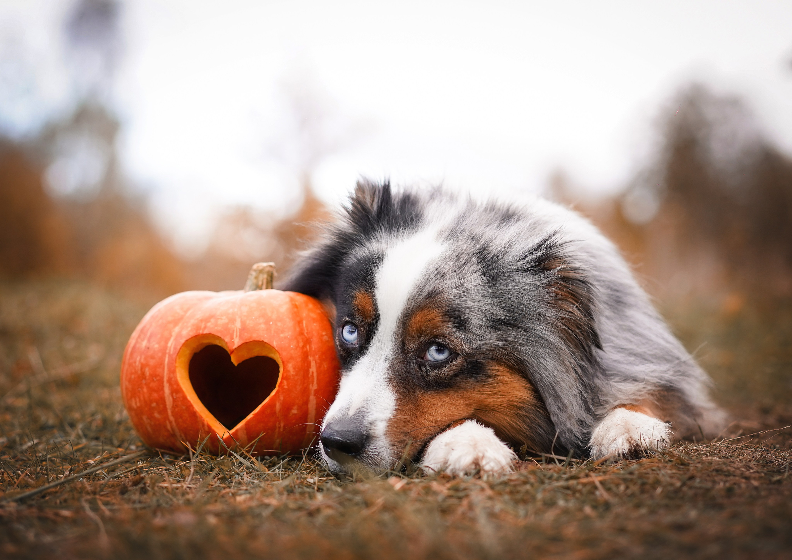 Фотодень Хэллоуин 2025. Фотограф-анималист в Санкт-Петербурге Яна Мартынова