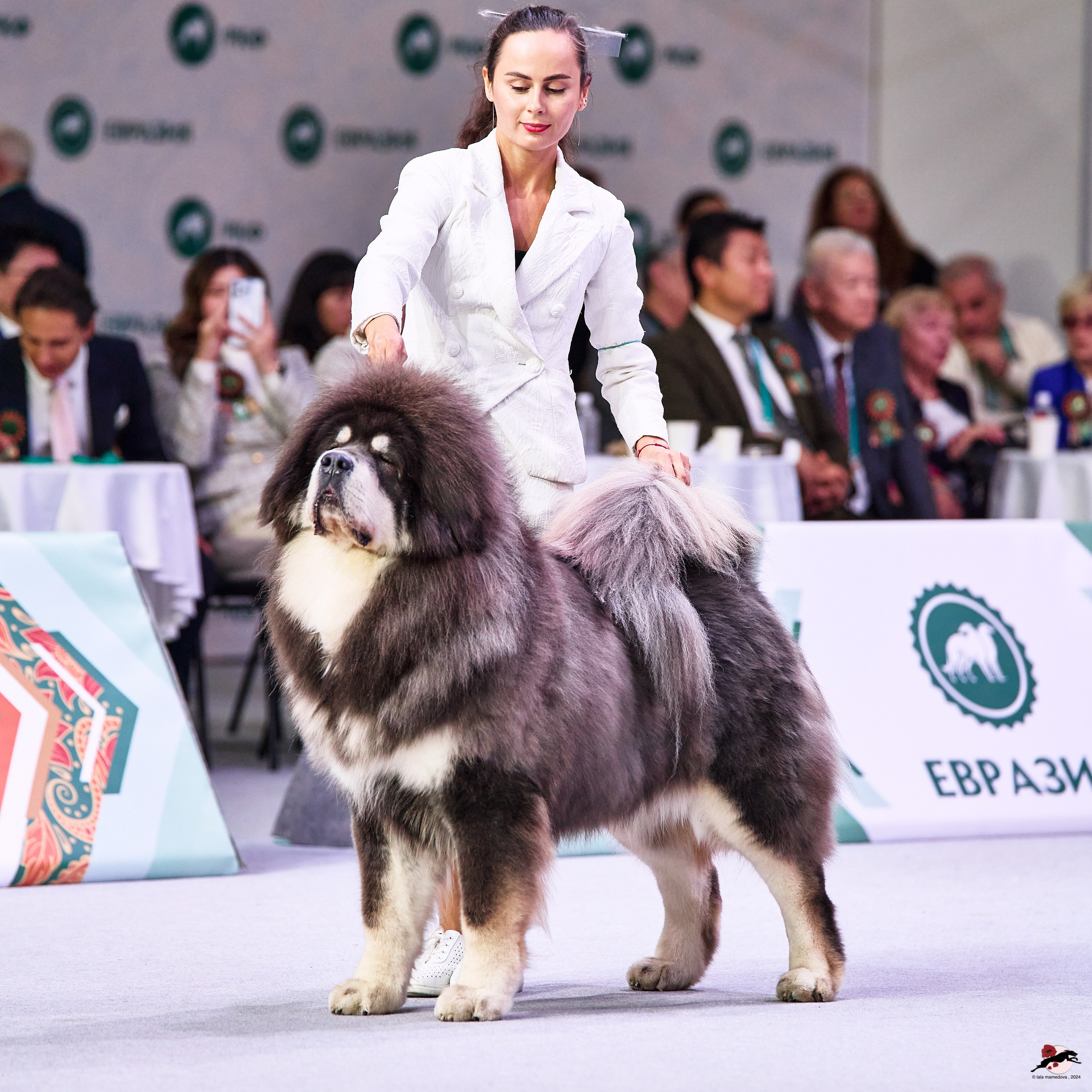 16.11.2024 «ЕВРАЗИЯ. КУБОК ПРЕЗИДЕНТА РКФ 2024»