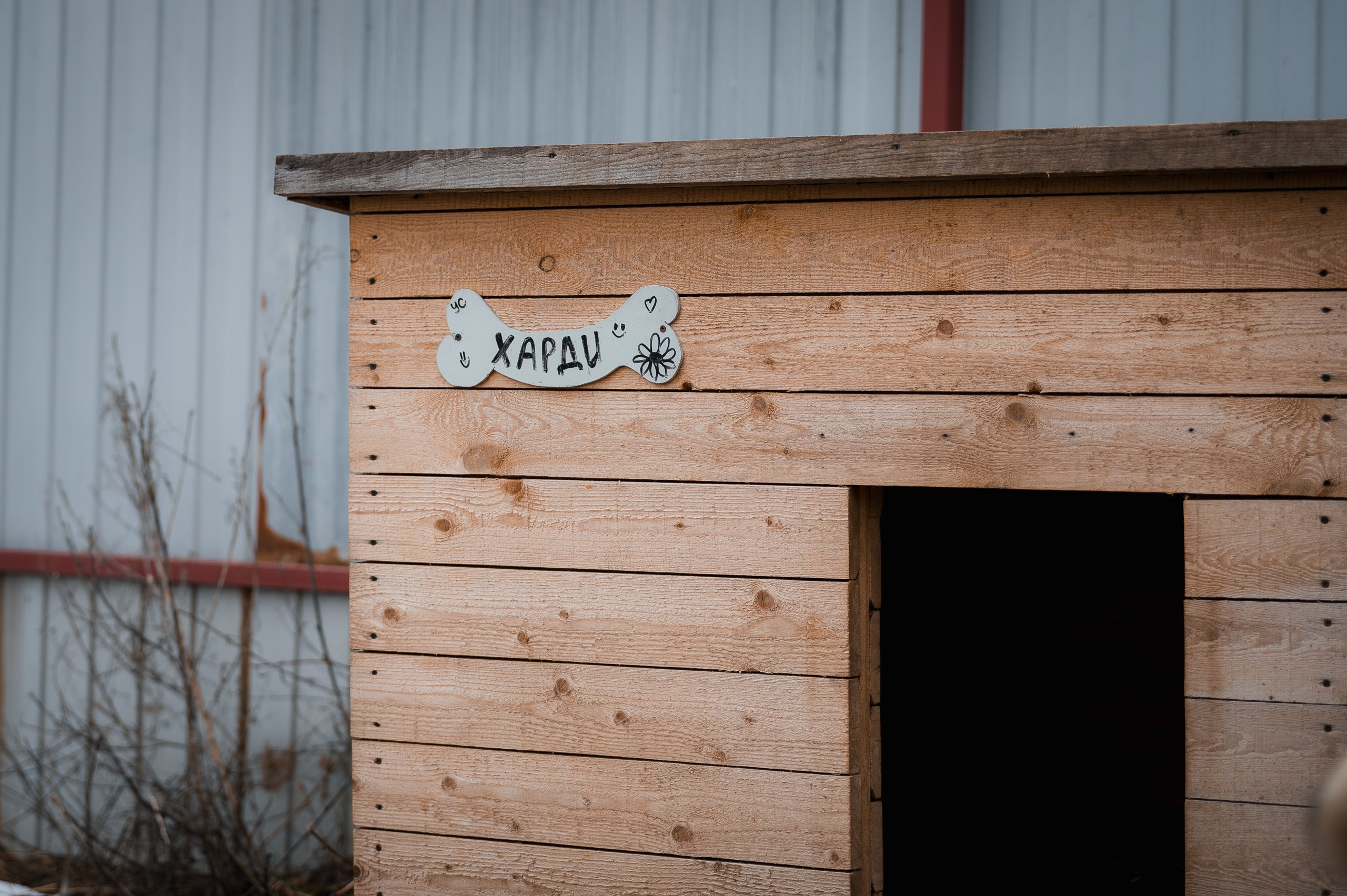 Харди. Улыбка собаки — спасение и пристройство бездомных собак
