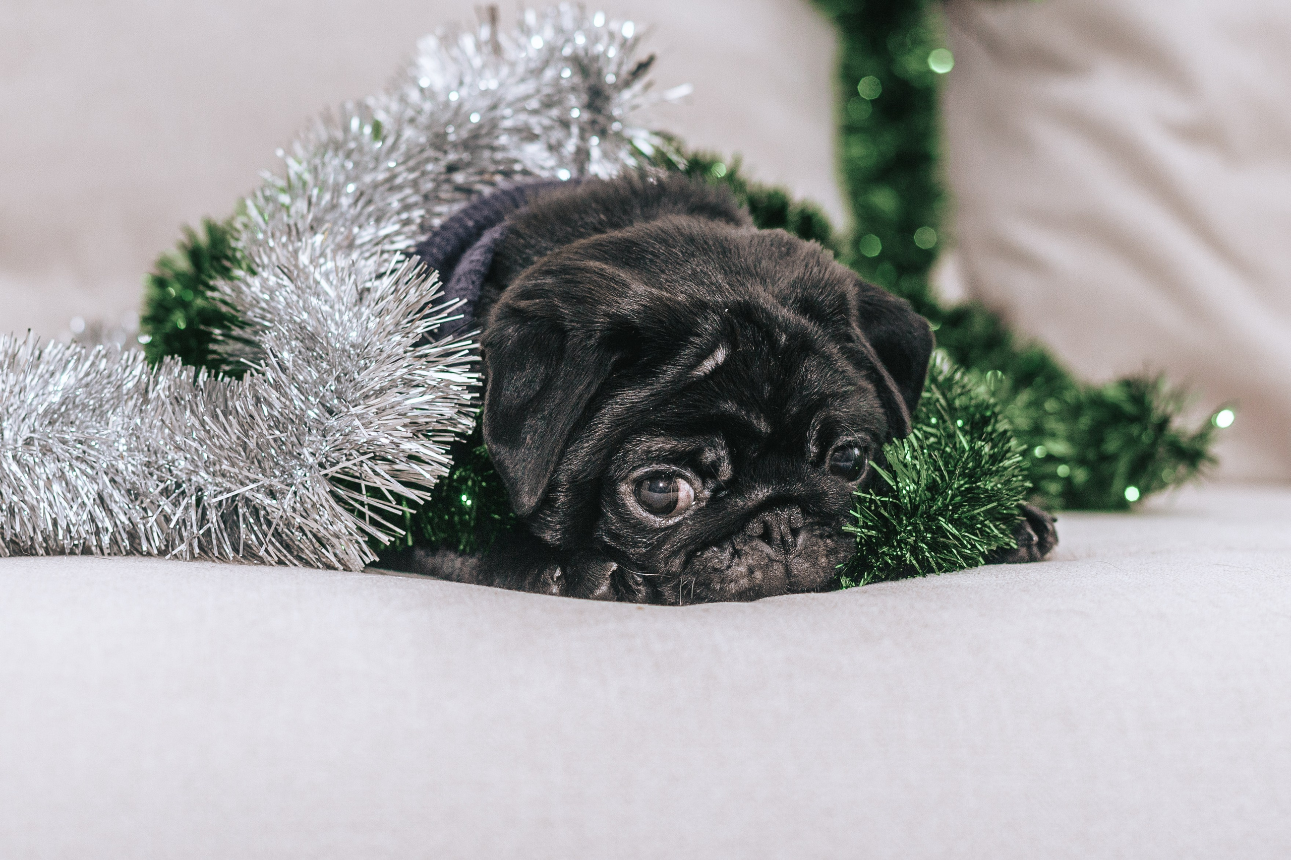 Домашняя фотосессия Оли и двух ее мопсов. Фотограф-анималист Татьяна Степанова