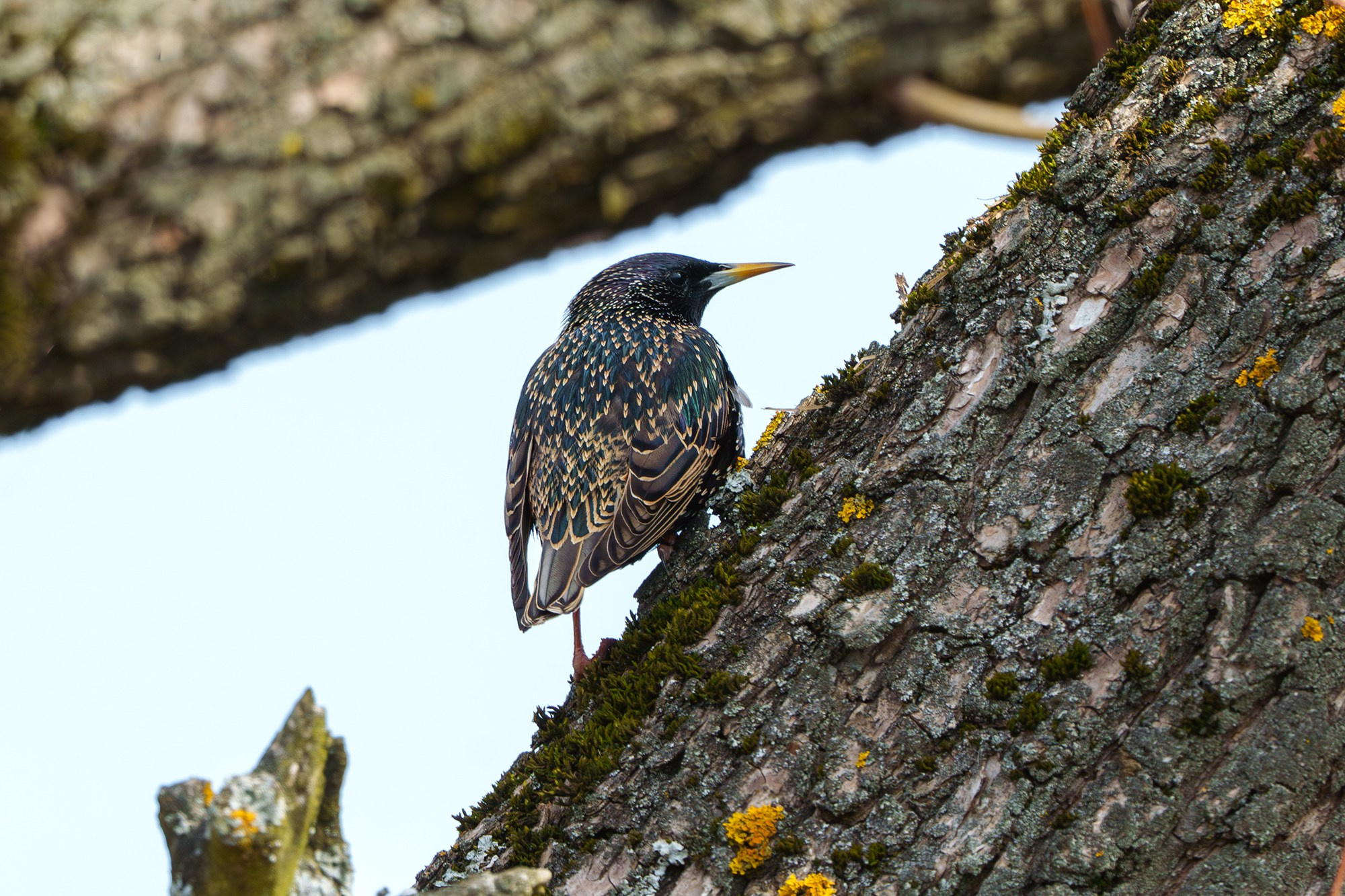 Удивительные мир птиц. Вокруг нас столько прекрасного — присмотритесь!. Ваш личный фотограф Марина Волкова
