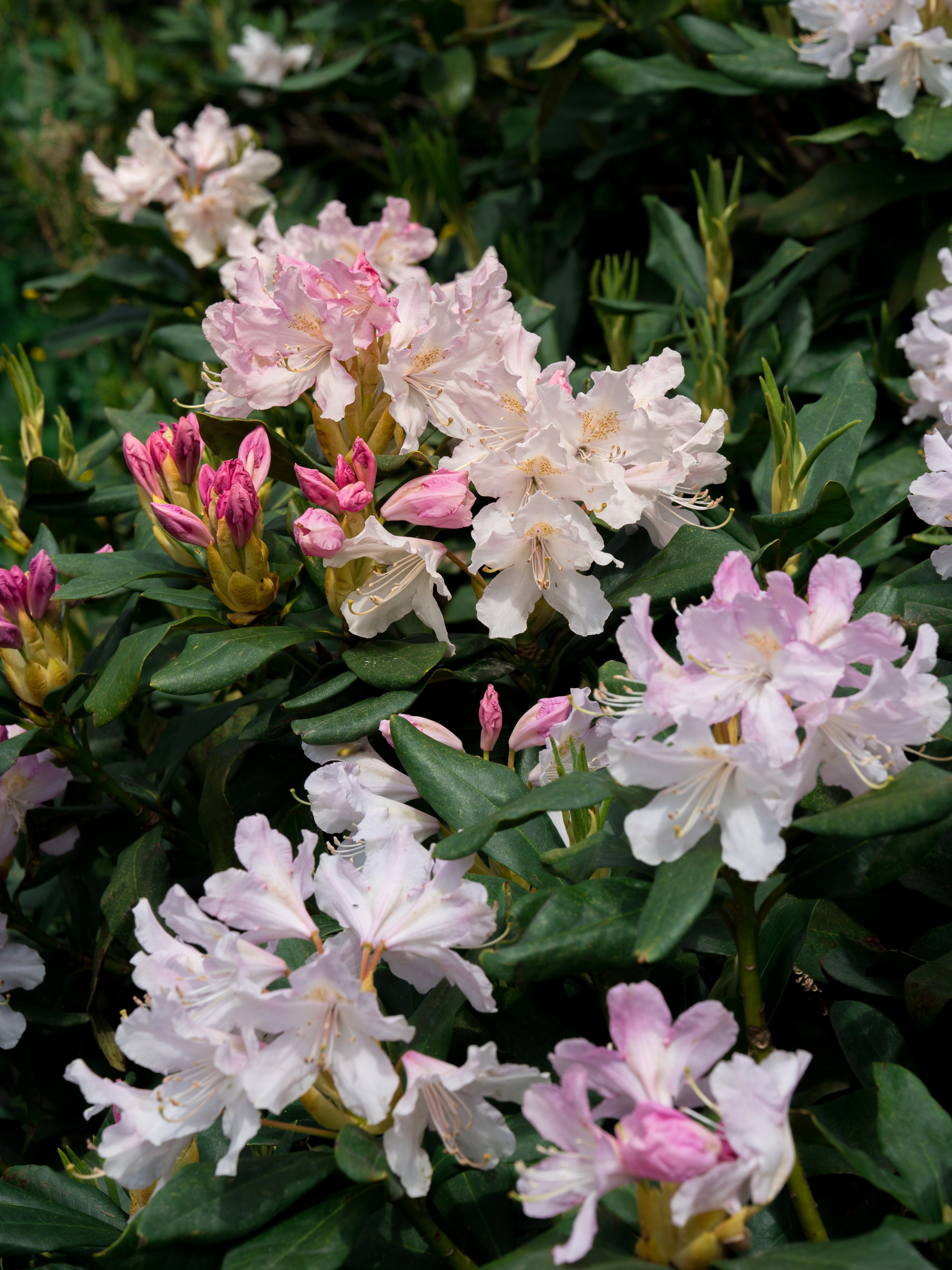 Путешествия и пейзаж. Репортажный фотограф в Красной Поляне и Сочи Павлюченко Екатерина