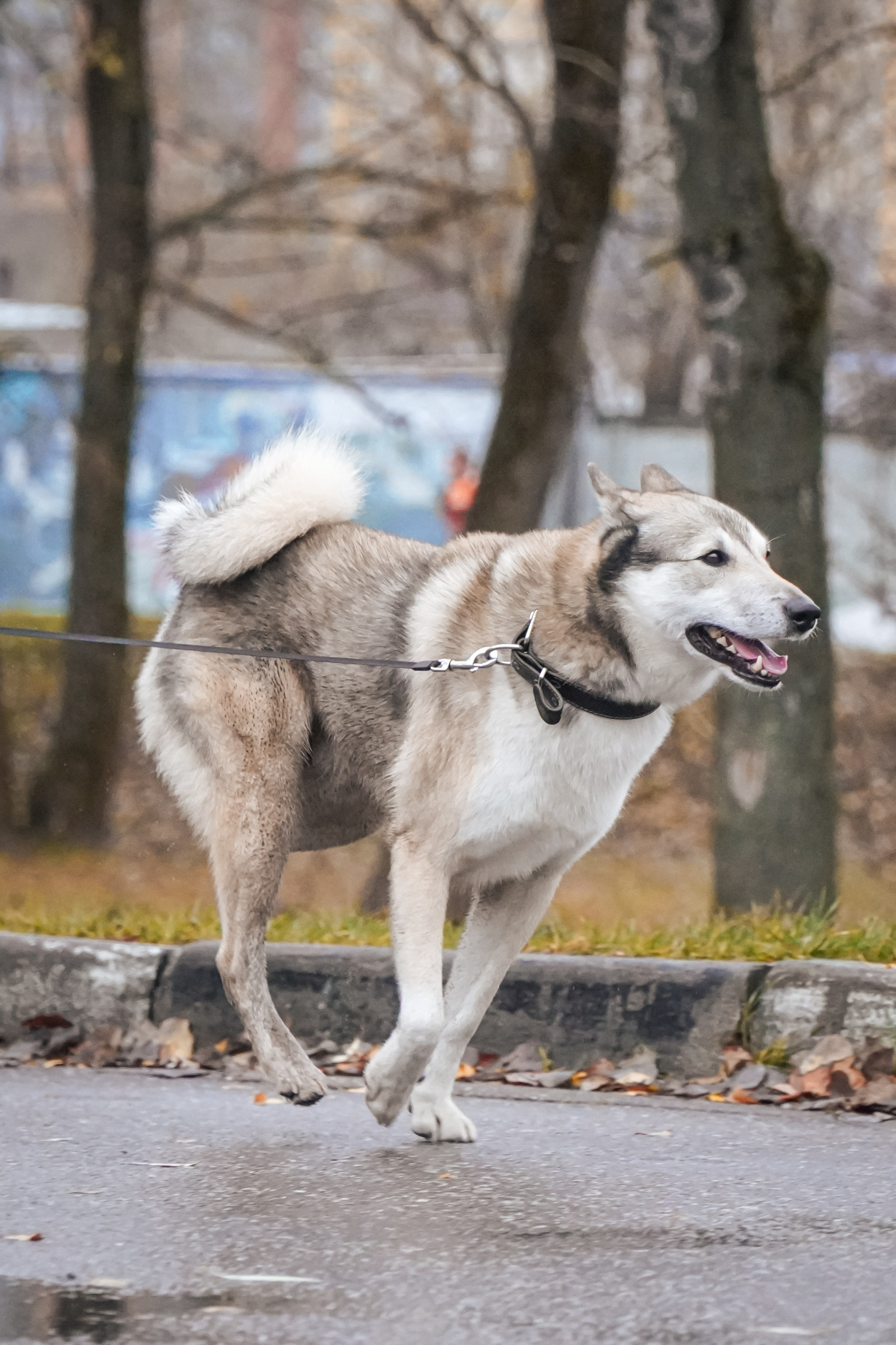 5 вёрст Реутов 16.11.2024. Роман Капилюшов. Бег. Фото. Видео. г. Люберцы