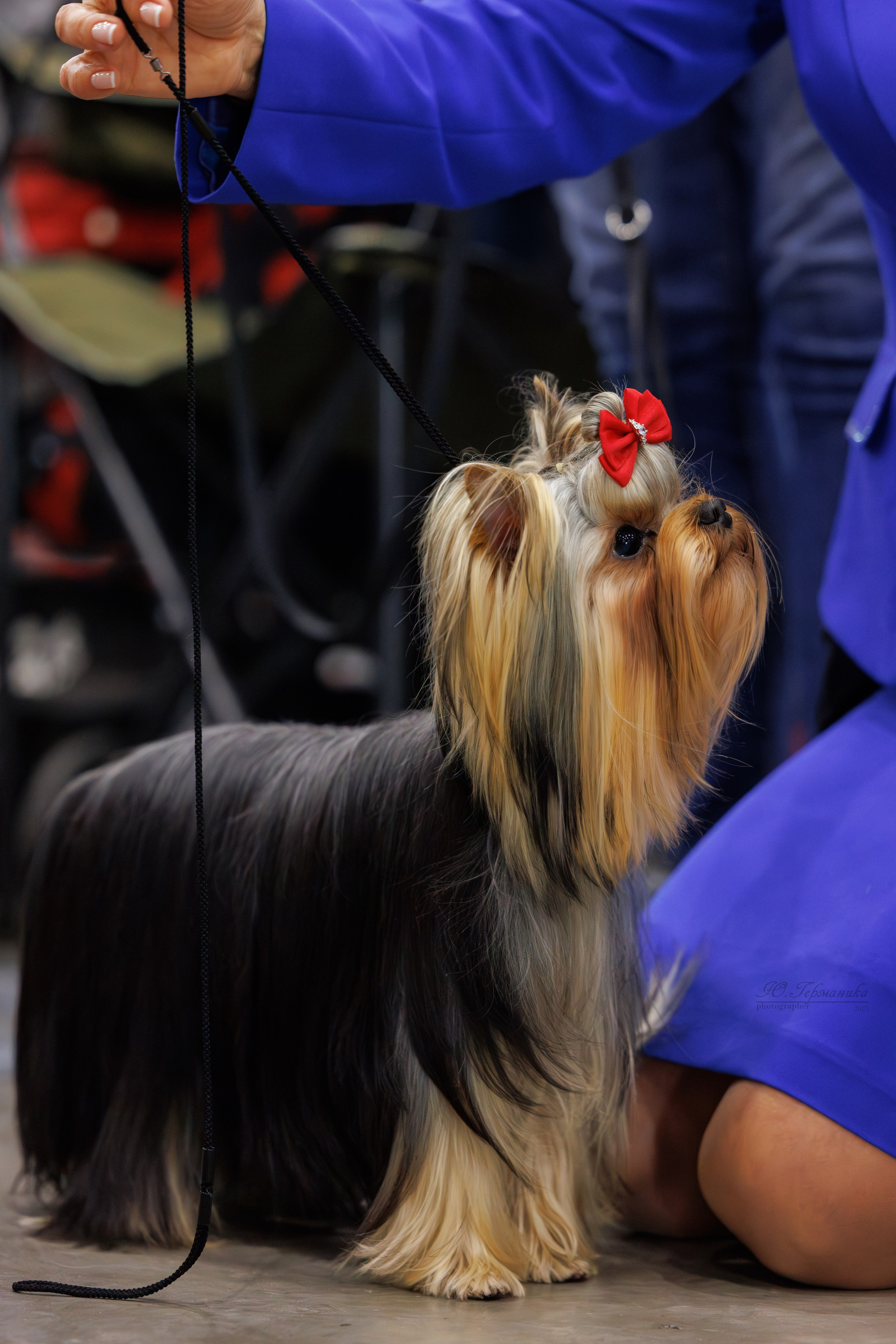 Питер 12-13.12.2025. Фотограф-анималист Юлия Германика