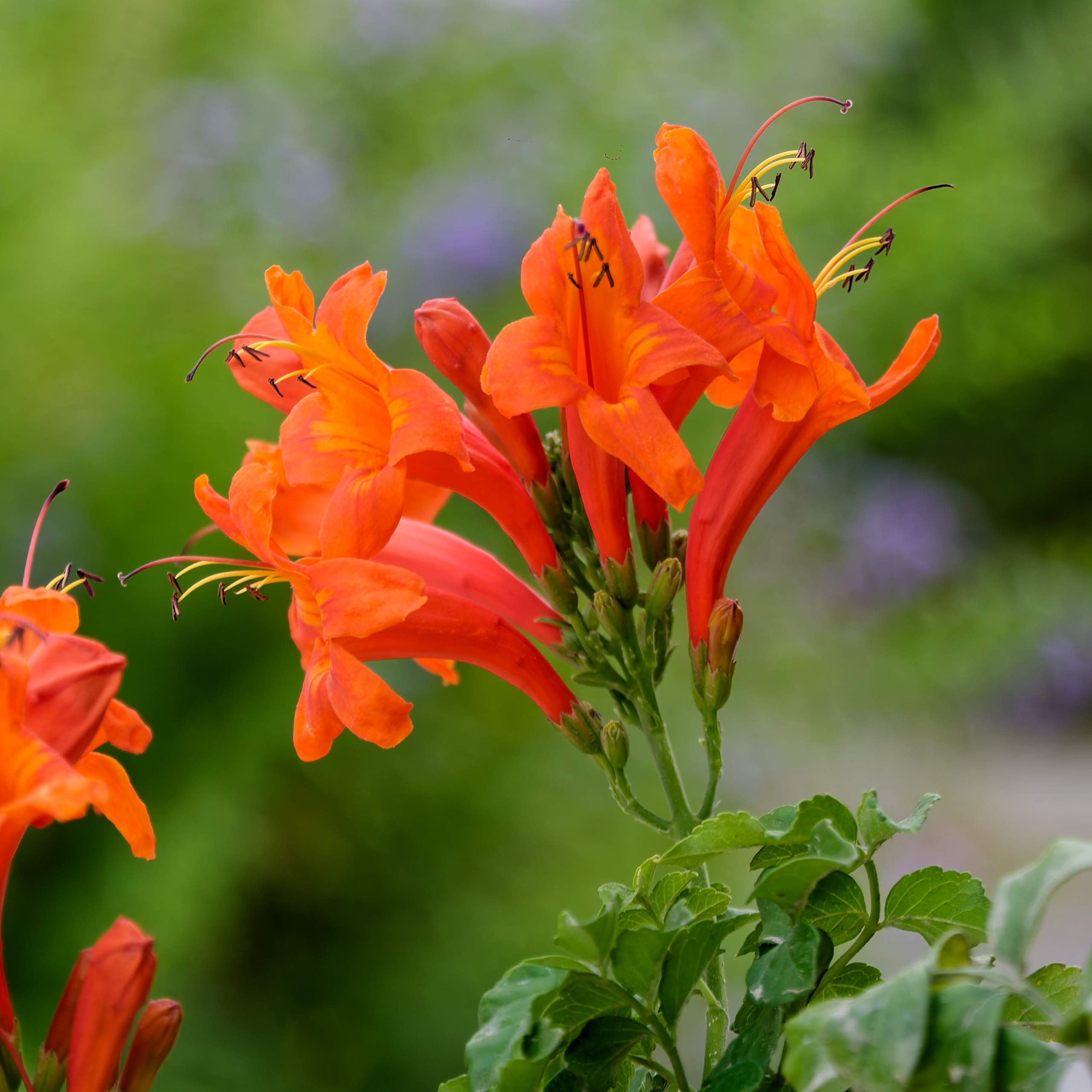 Алания 2025, природа. Избранные фотографии