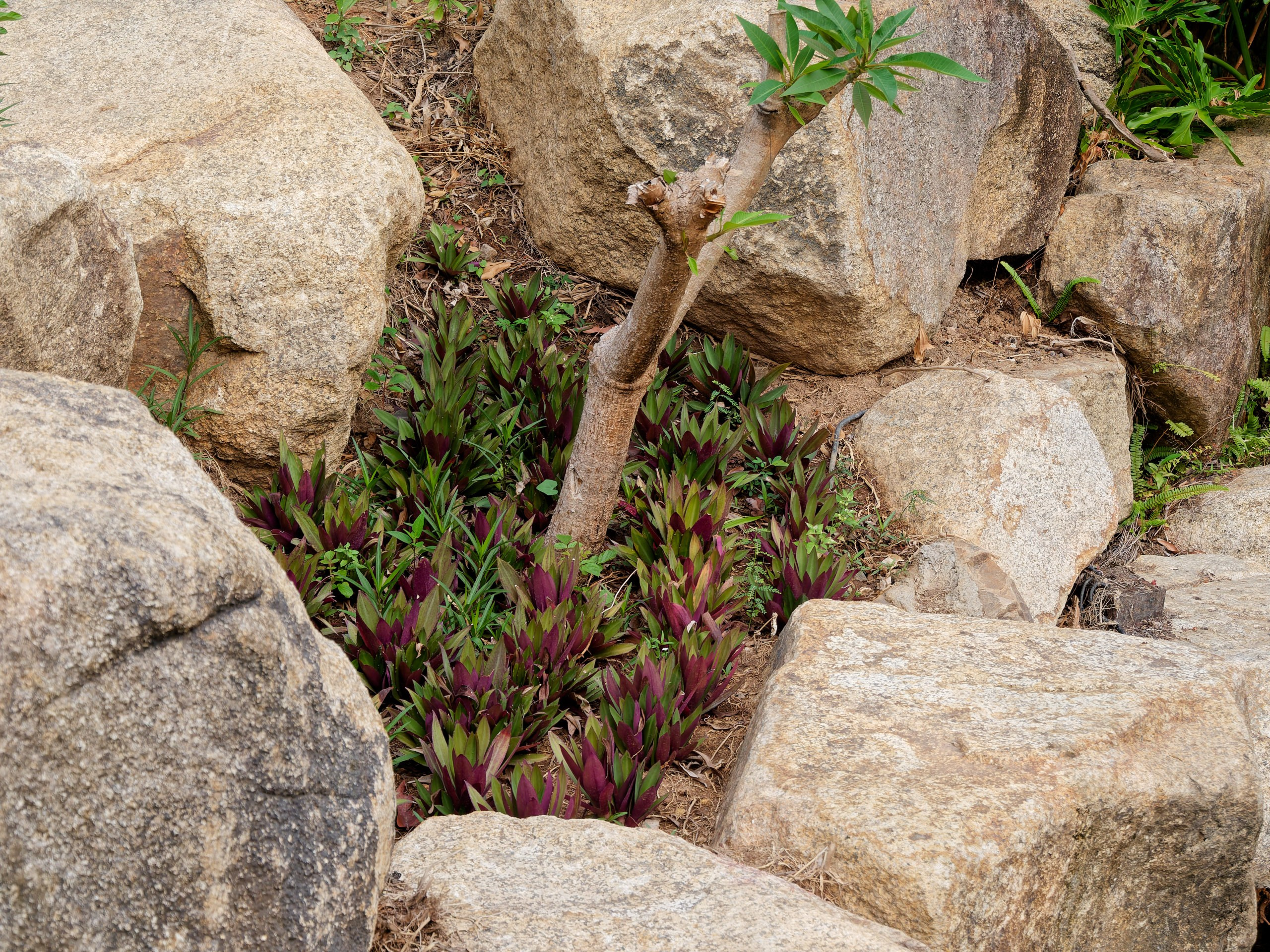 Хайнань 2026, флора, цветы и деревья. Фотопрогулки по Миру