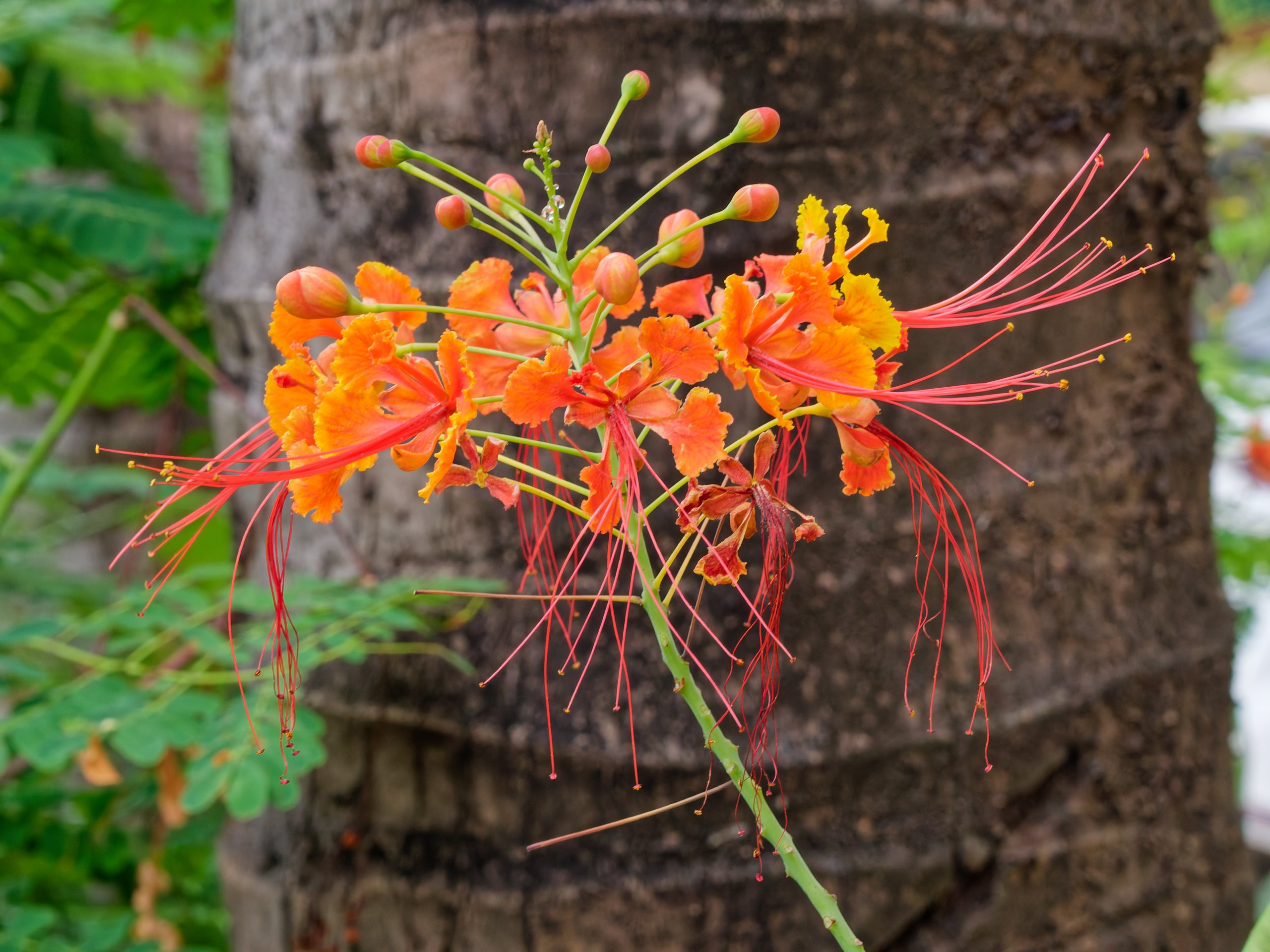 Хайнань 2026, флора, цветы и деревья. Фотопрогулки по Миру