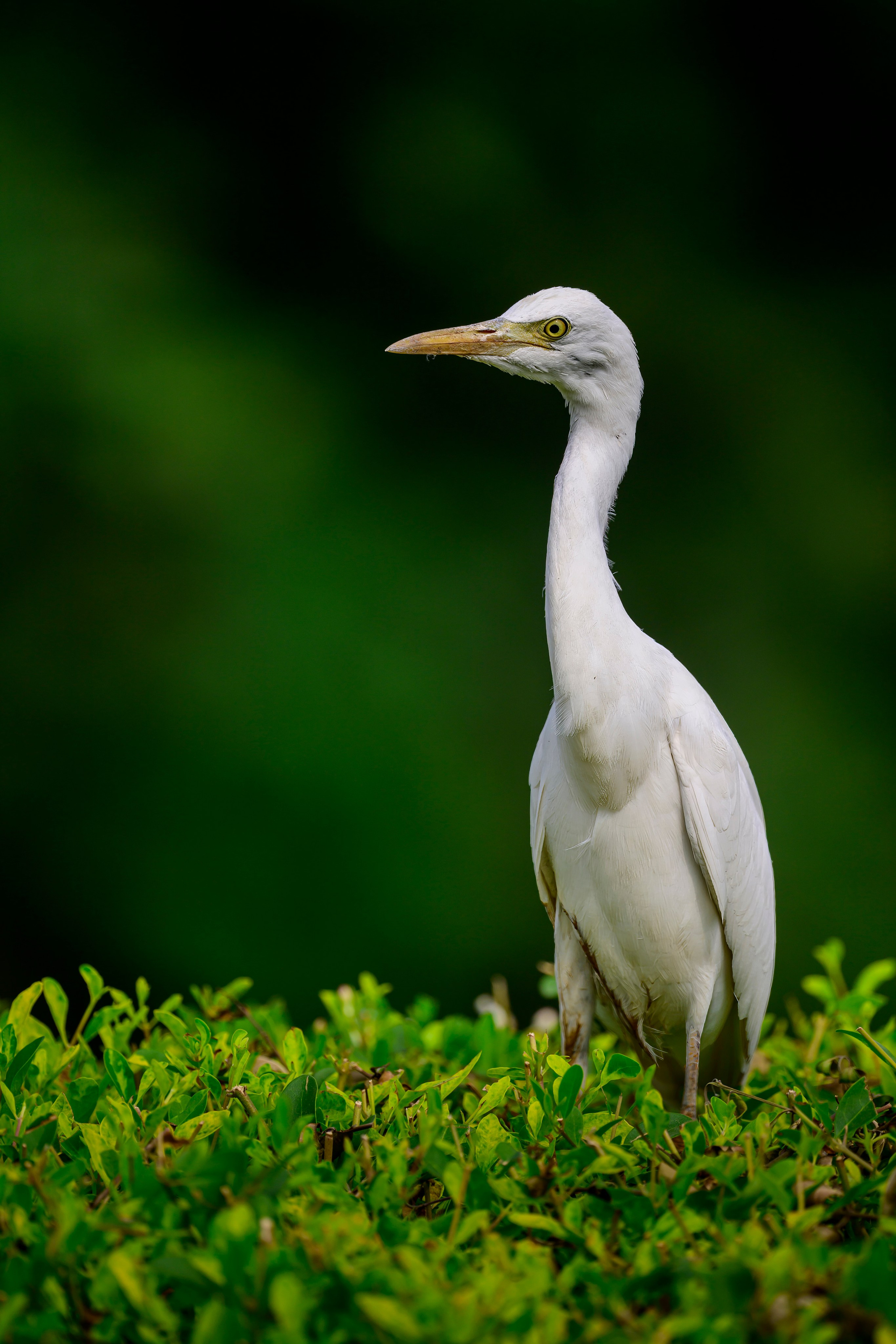 Раджастан, Индия. Wildlife photography by Sergey Puponin