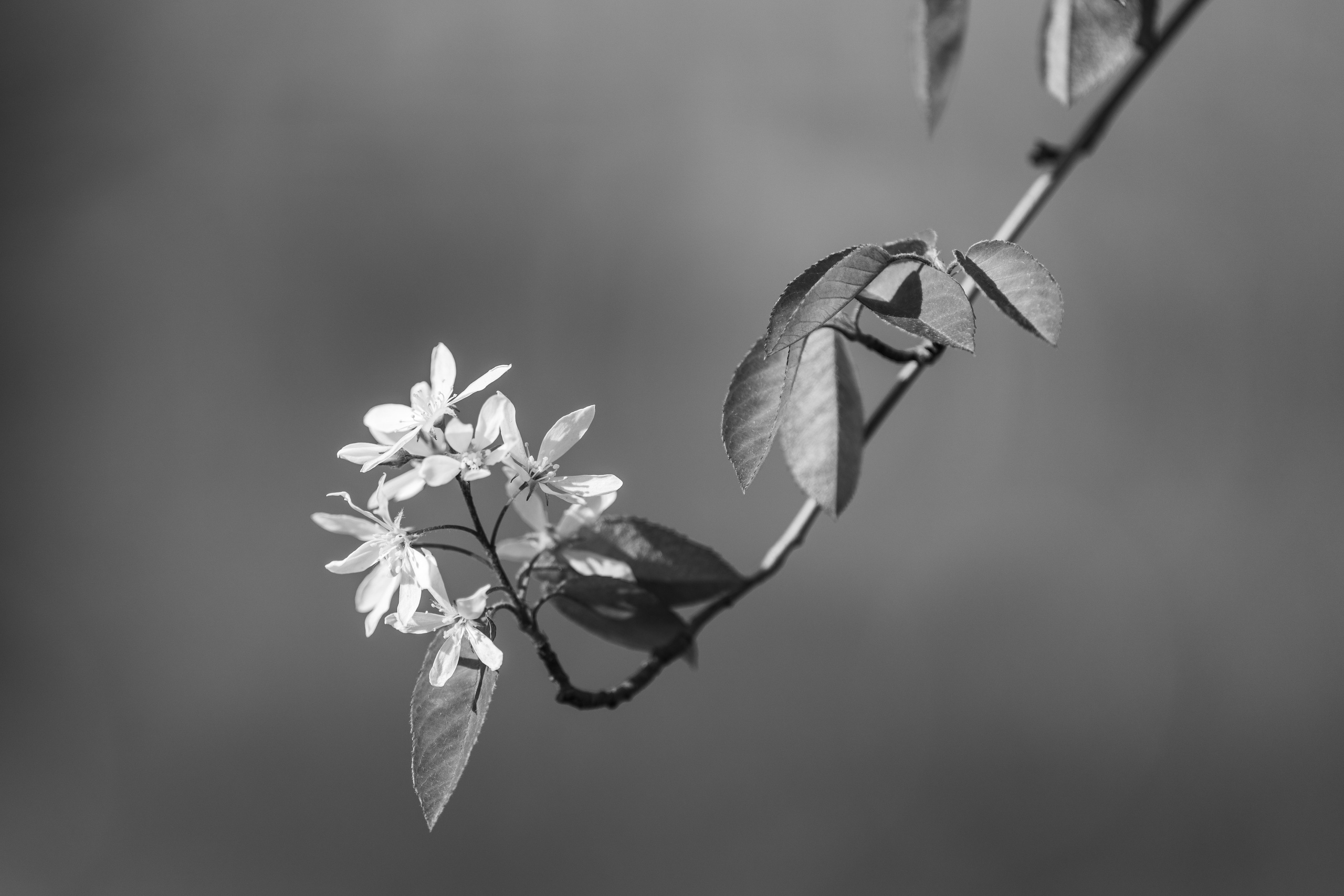 Цветущая ветка