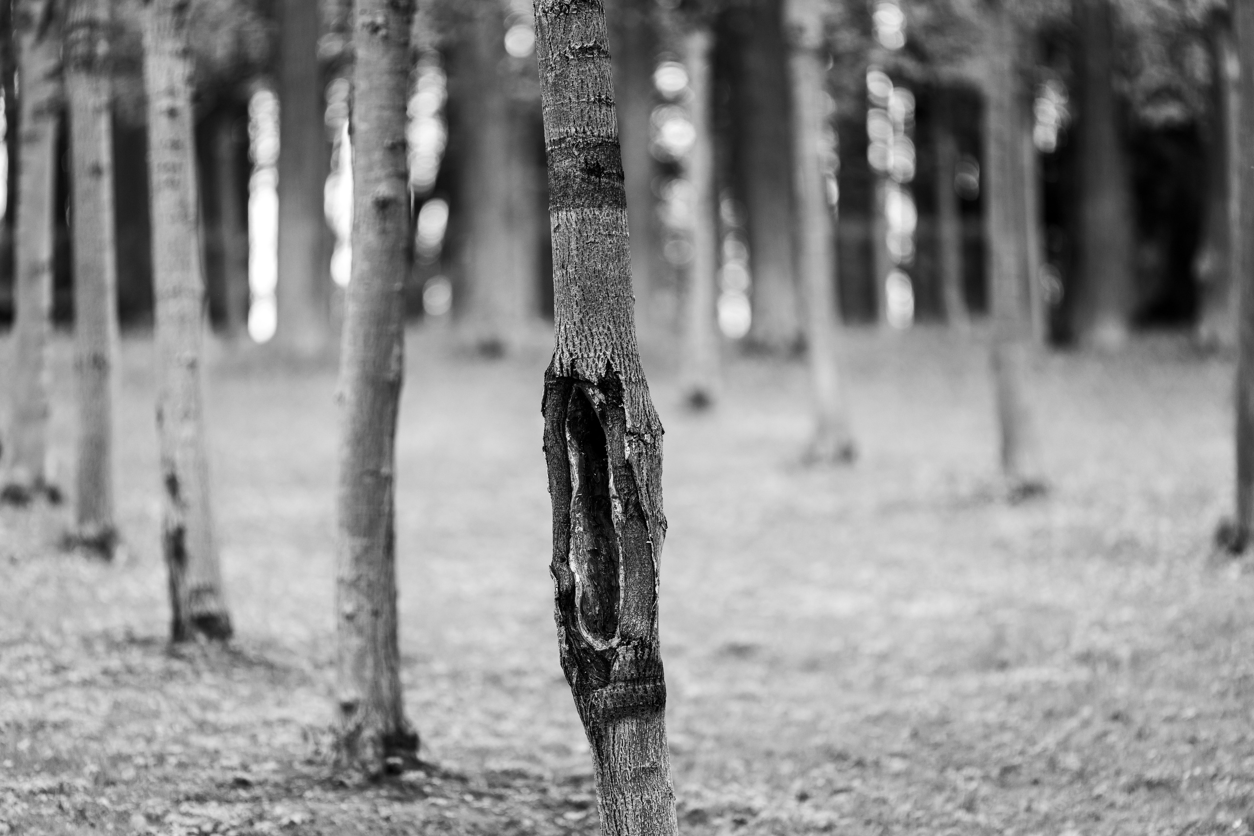 Дерево с дуплом