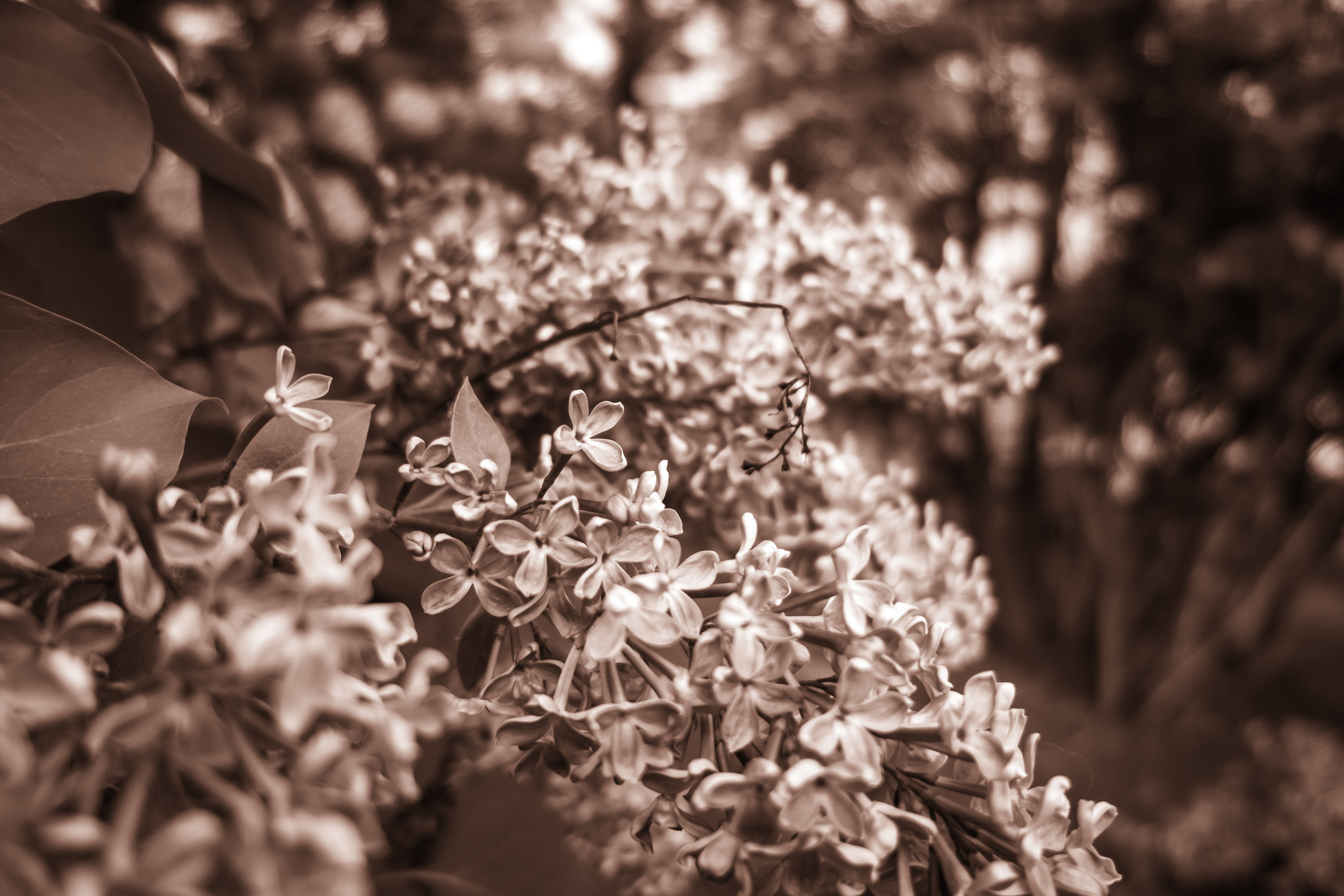 Грозди цветущей сирени в черно-белом цвете