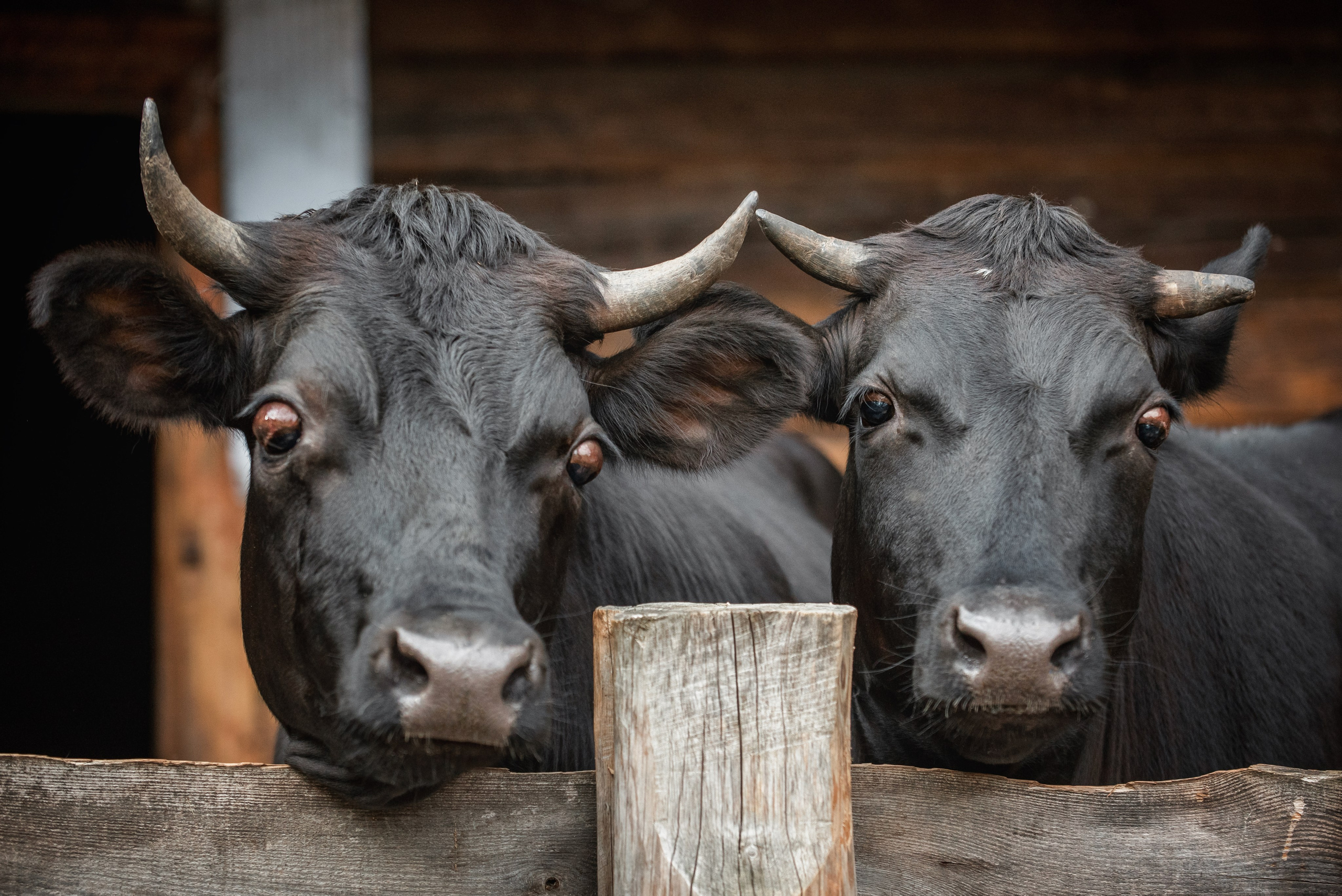 Тренеры и кони КСК «АЛМАЗОВО». Конный фотограф Куракина Дарья • Фотосессии с лошадьми