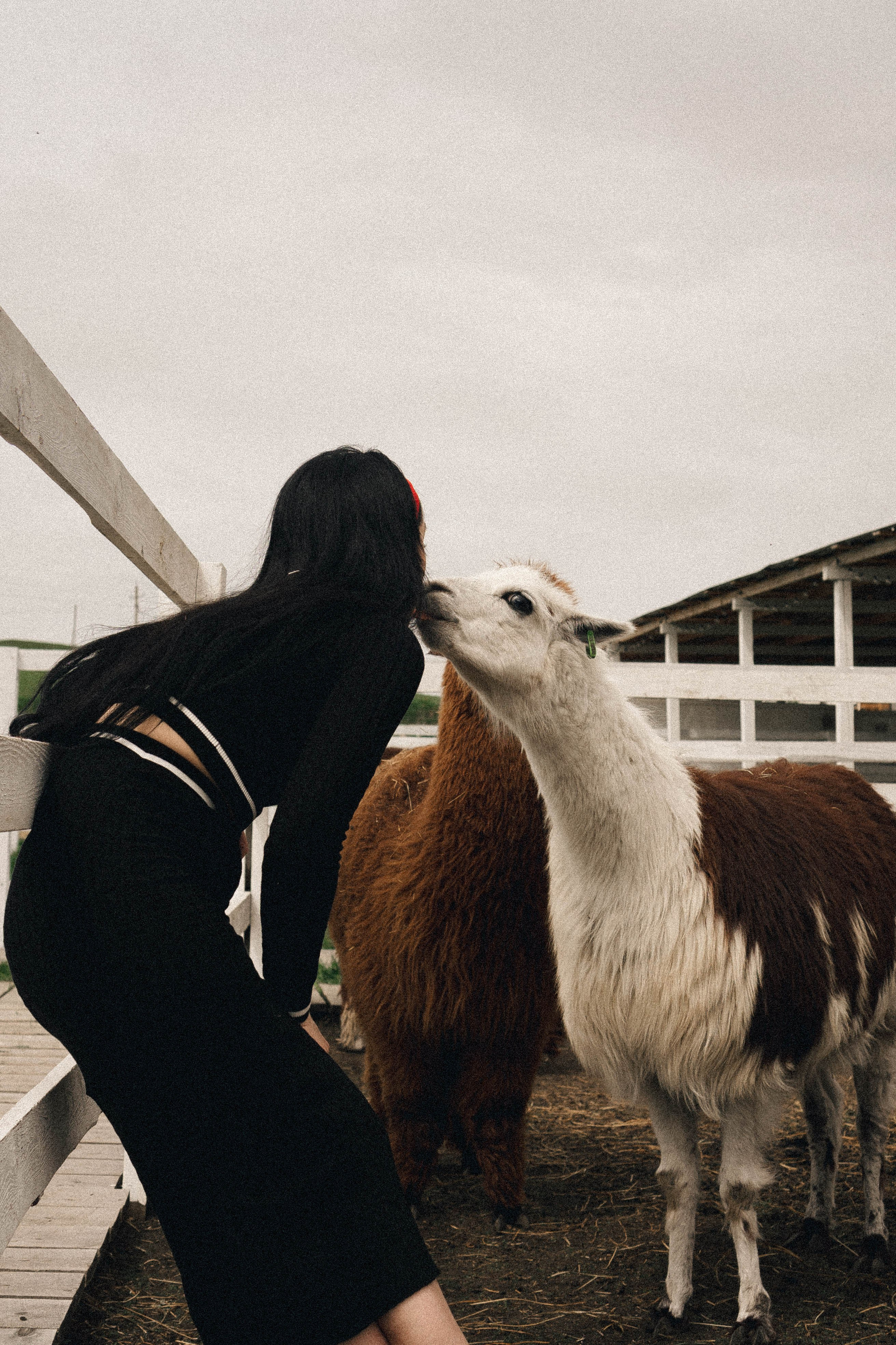 Ферма Альпак. Профессиональный фотограф, Санкт-Петербург — Виктория Богомолова