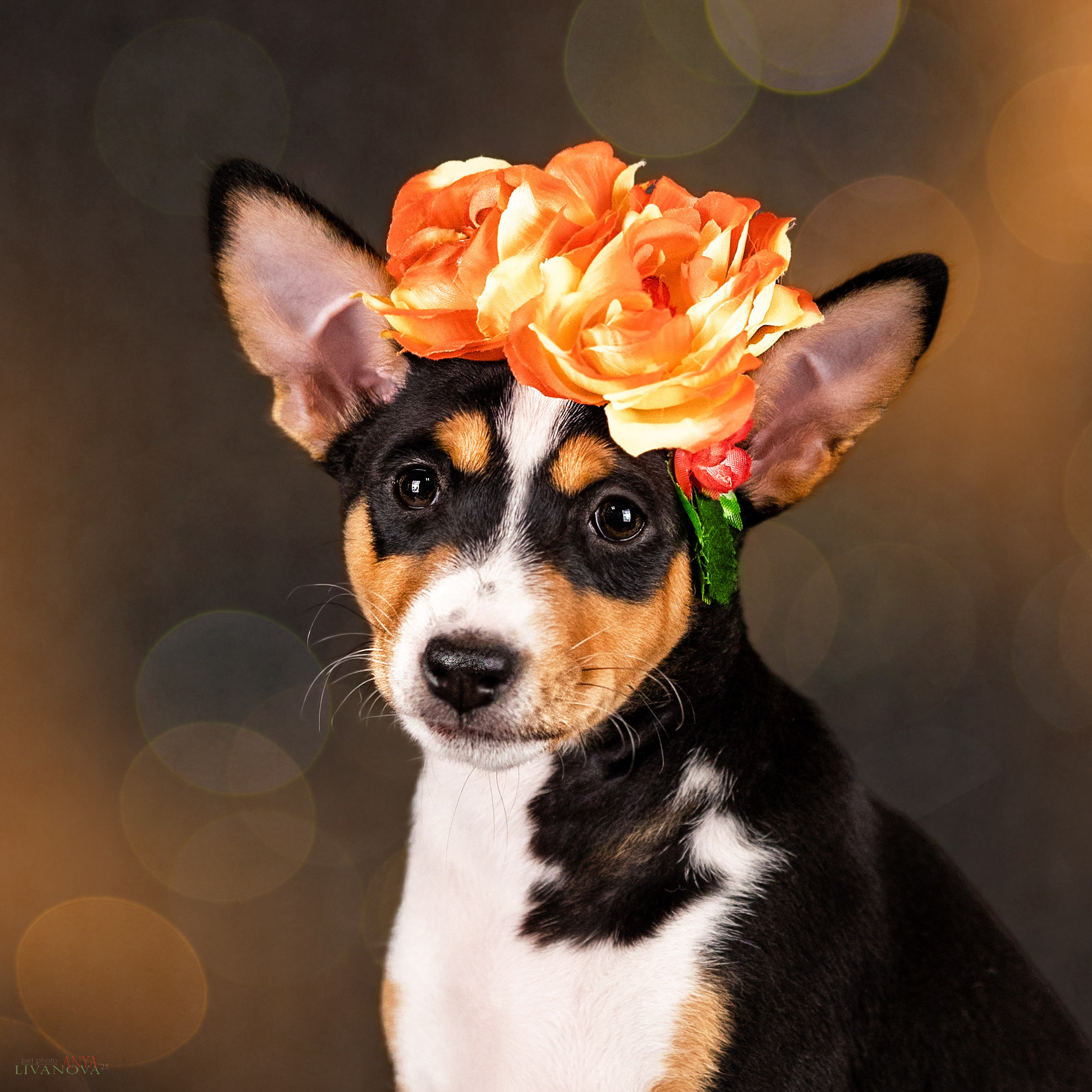 Басенджи. Фотограф анималист Аня Ливанова | Рыбинск